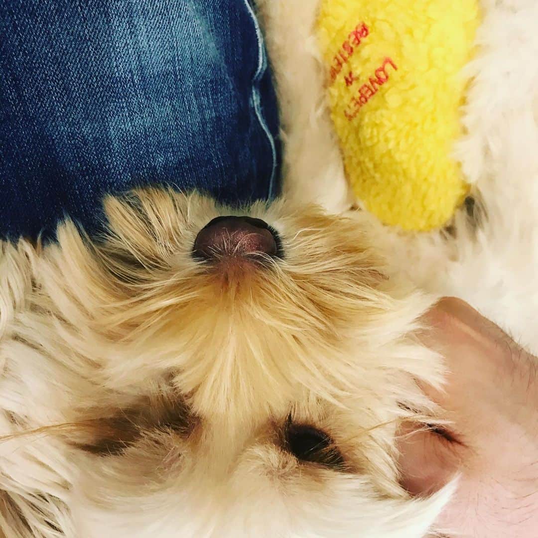 北山陽一のインスタグラム：「おもち？おもちなら隣で寝てるよ。#きたやまおもち」
