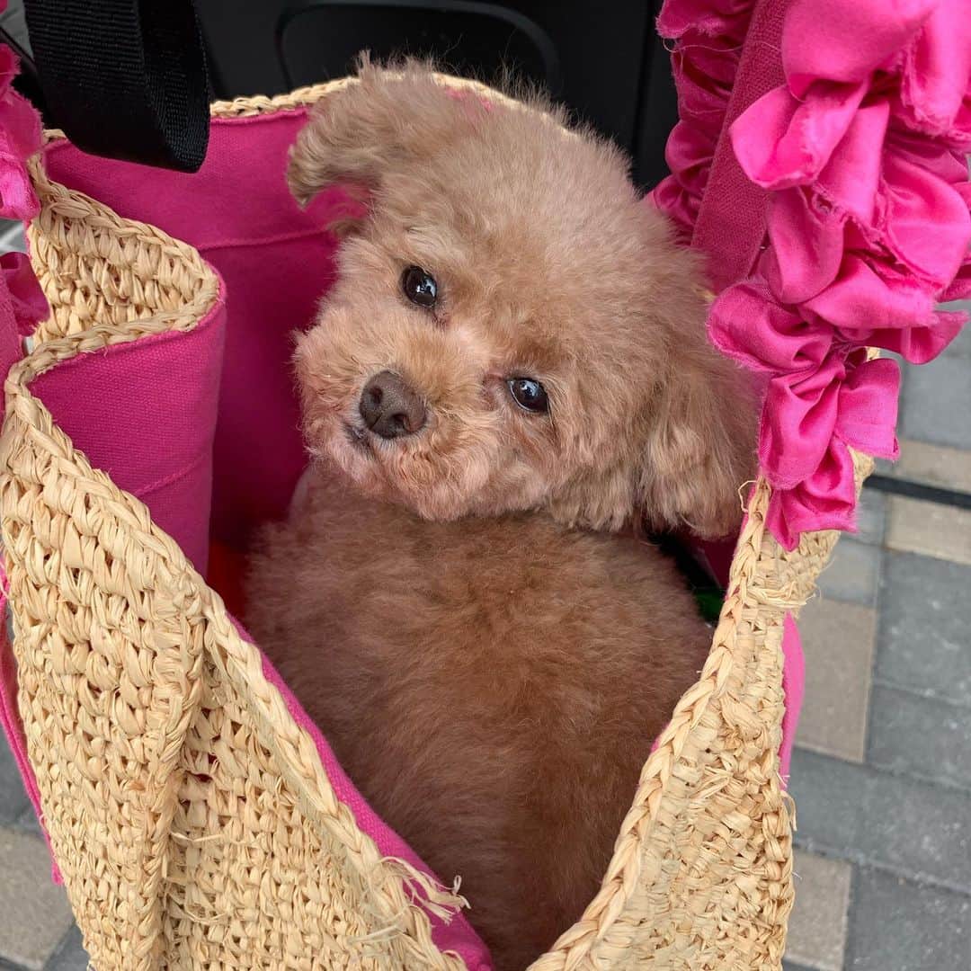 のインスタグラム：「bag in teetee💞🧚‍♀️💖」