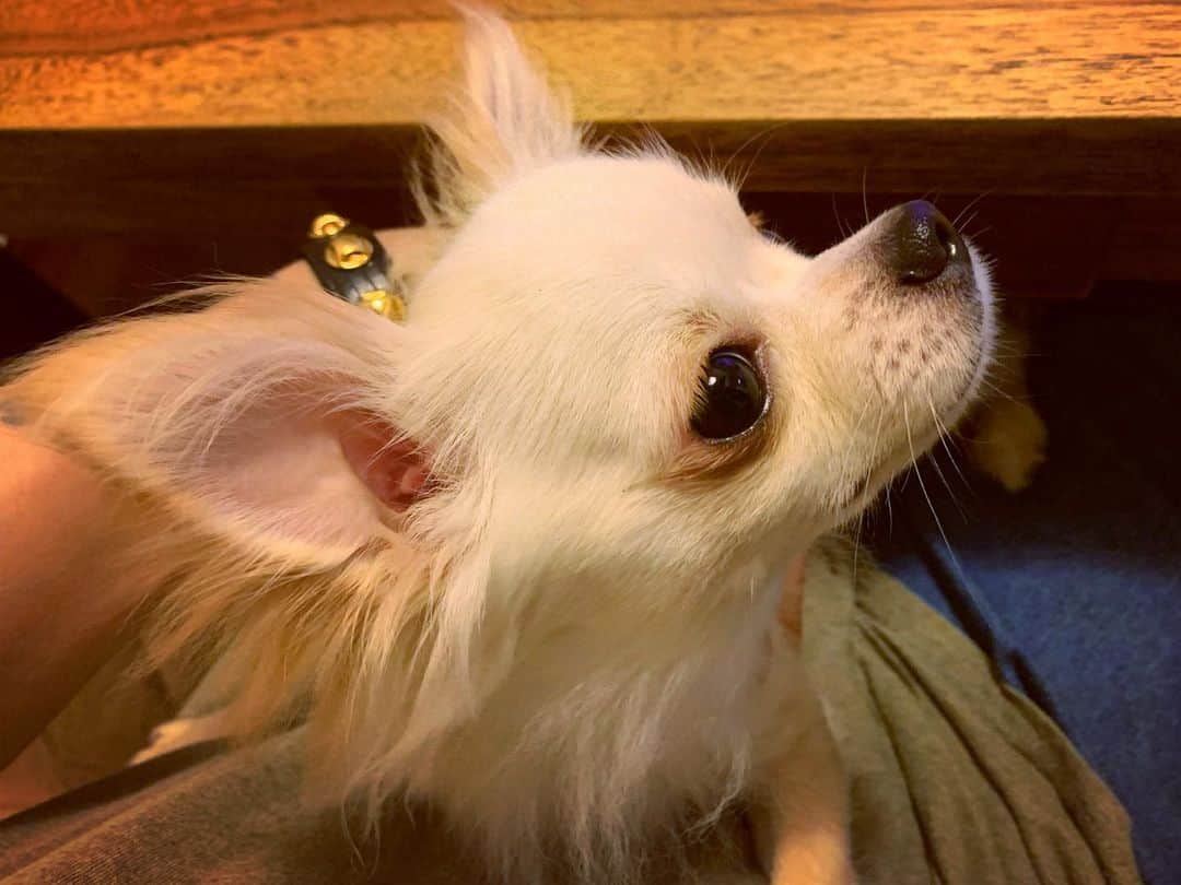 清春さんのインスタグラム写真 - (清春Instagram)「#チワックス #犬 #chihuachs  #dog」6月13日 15時59分 - kiyoharu_official