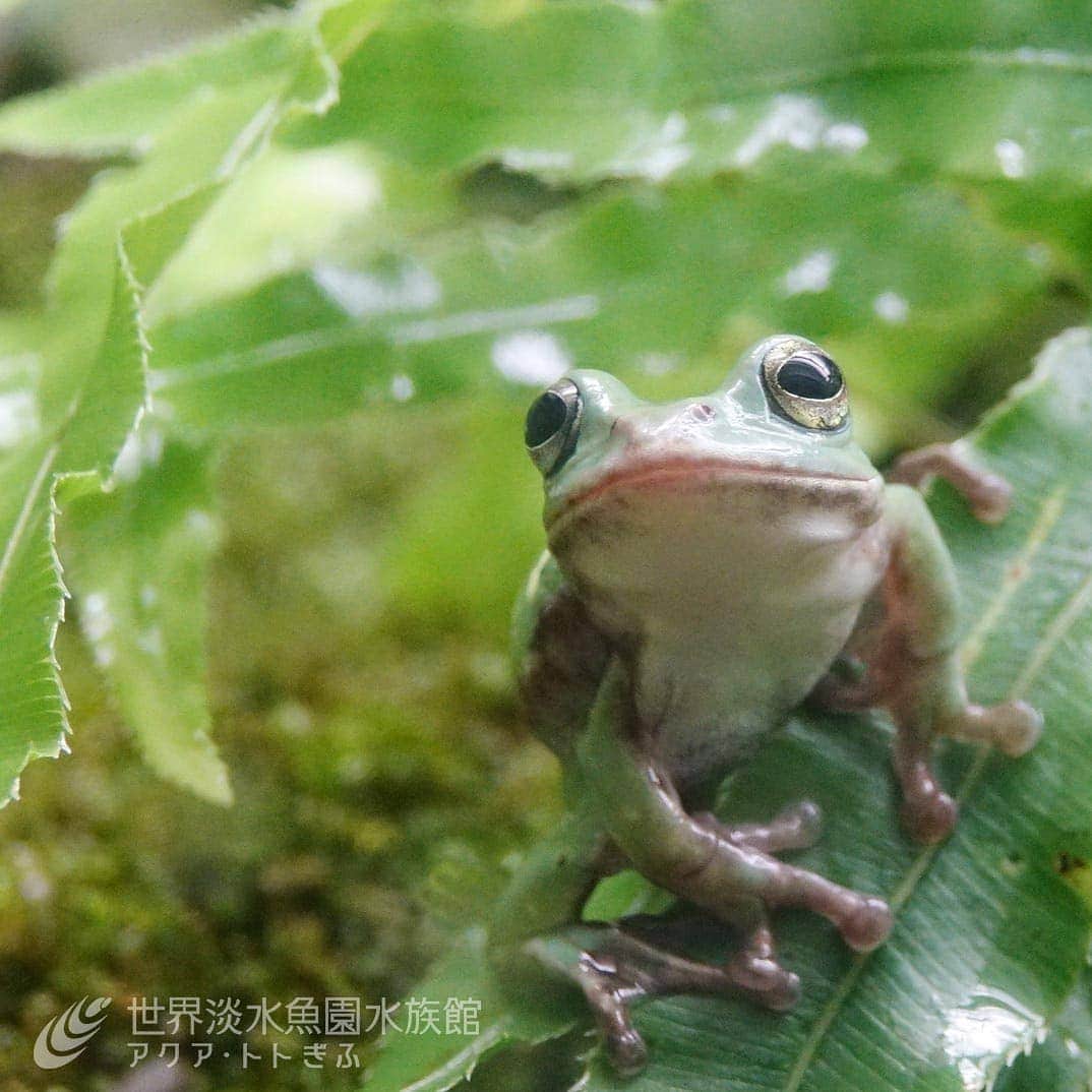 世界淡水魚園水族館 アクア・トト ぎふのインスタグラム：「岐阜県も梅雨本番の雨模様。 梅雨といえばカエルの季節。館内のカエルたちも元気いっぱいのようです。  #アクアトト#アクアトト岐阜#アクアトトぎふ#水族館#aquarium#梅雨#カエル#Hylajaponica#Japanesetreefrog#Ranajaponica#Japanesebrownfrog#Rhacophorusschlegelii#Schlegel'sgreentreefrog」
