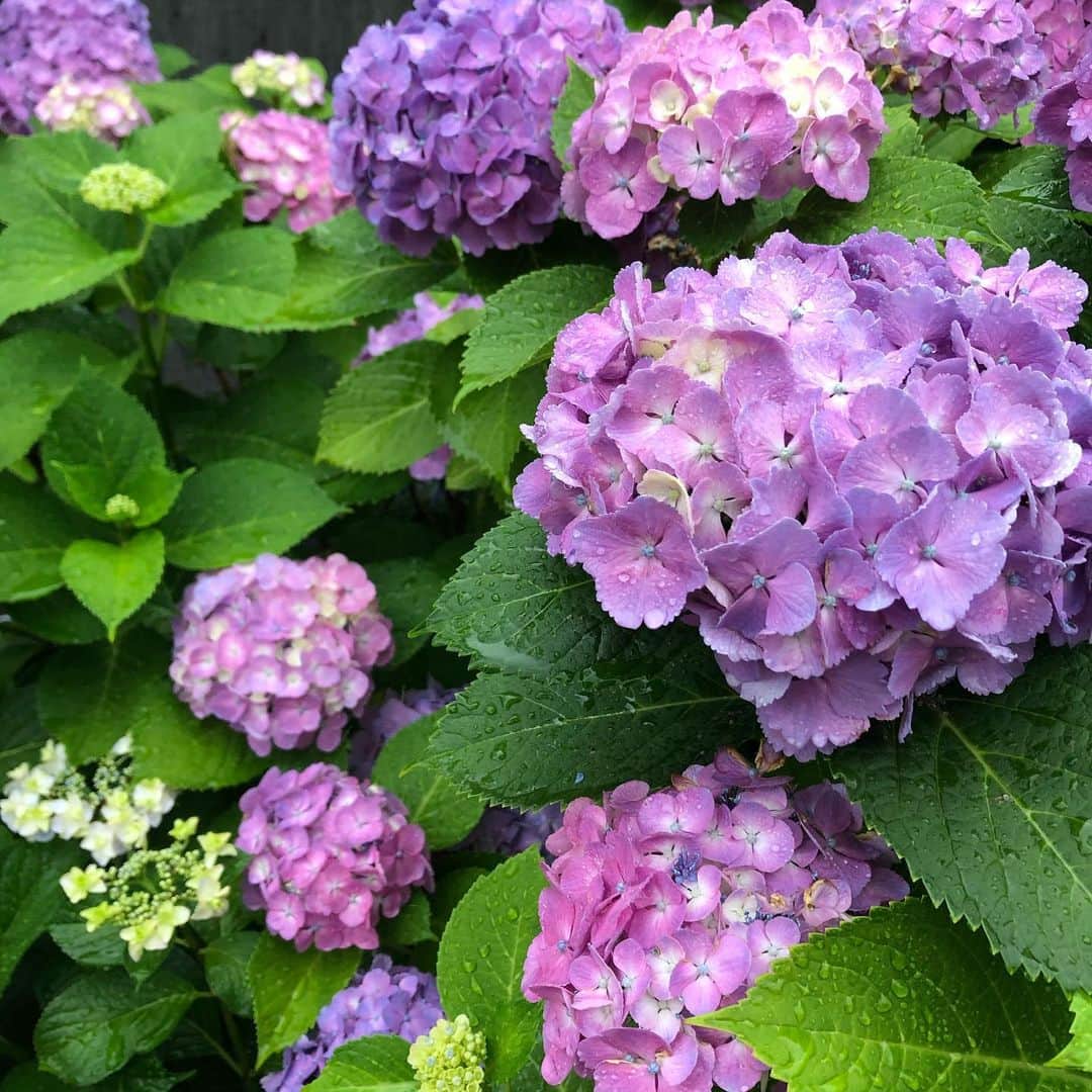 南沢奈央さんのインスタグラム写真 - (南沢奈央Instagram)「雨に濡れてこそ紫陽花。」6月13日 16時17分 - naominamisawa_official