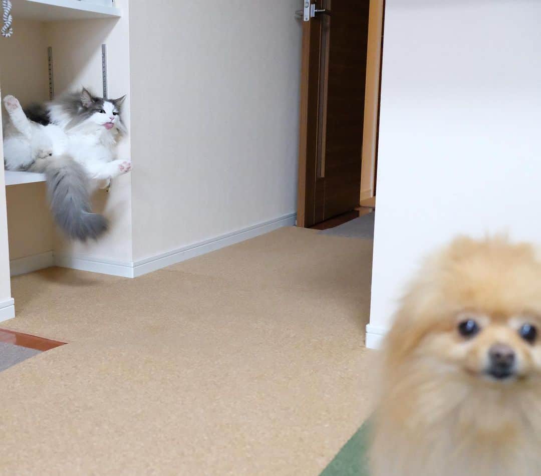 Hanaさんのインスタグラム写真 - (HanaInstagram)「べぇ〜👅😸 * お姉が見てない所で あっかんべ〜👅 * * ブログ更新しました♪ http://kedamakyoudai.blog.jp/ #NorwegianForestCat#Pomeranian#japan#catlover#doglover#dogs#cat#Kawaii#fluffy#pom#fluffydog#catsofinstagram#dogsofinstagram#fluffycat#ノルウェージャンフォレストキャット#ポメラニアン#pecoいぬ部#ペコねこ部#犬と猫のいる暮らし#かわいい#cute#cutecat#cutedog#funny#funnydog#funnycat#いぬのきもち#ねこのきもち#ライブドアインスタブロガー」6月13日 17時00分 - mofu2family