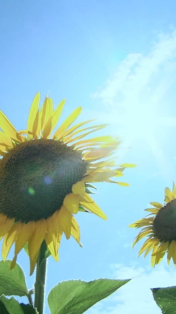 みゆなのインスタグラム：「🌻ドラマMV公開🌻 みゆな新曲「ソレイユ」が主題歌を 担当する「ひまわりっ～宮崎レジェンド～」 ドラマ版MVが公式YouTubeにて公開中！  豪華キャストが登場！コメディを交えた笑える シーンが盛り沢山✨ぜひご視聴ください！！」