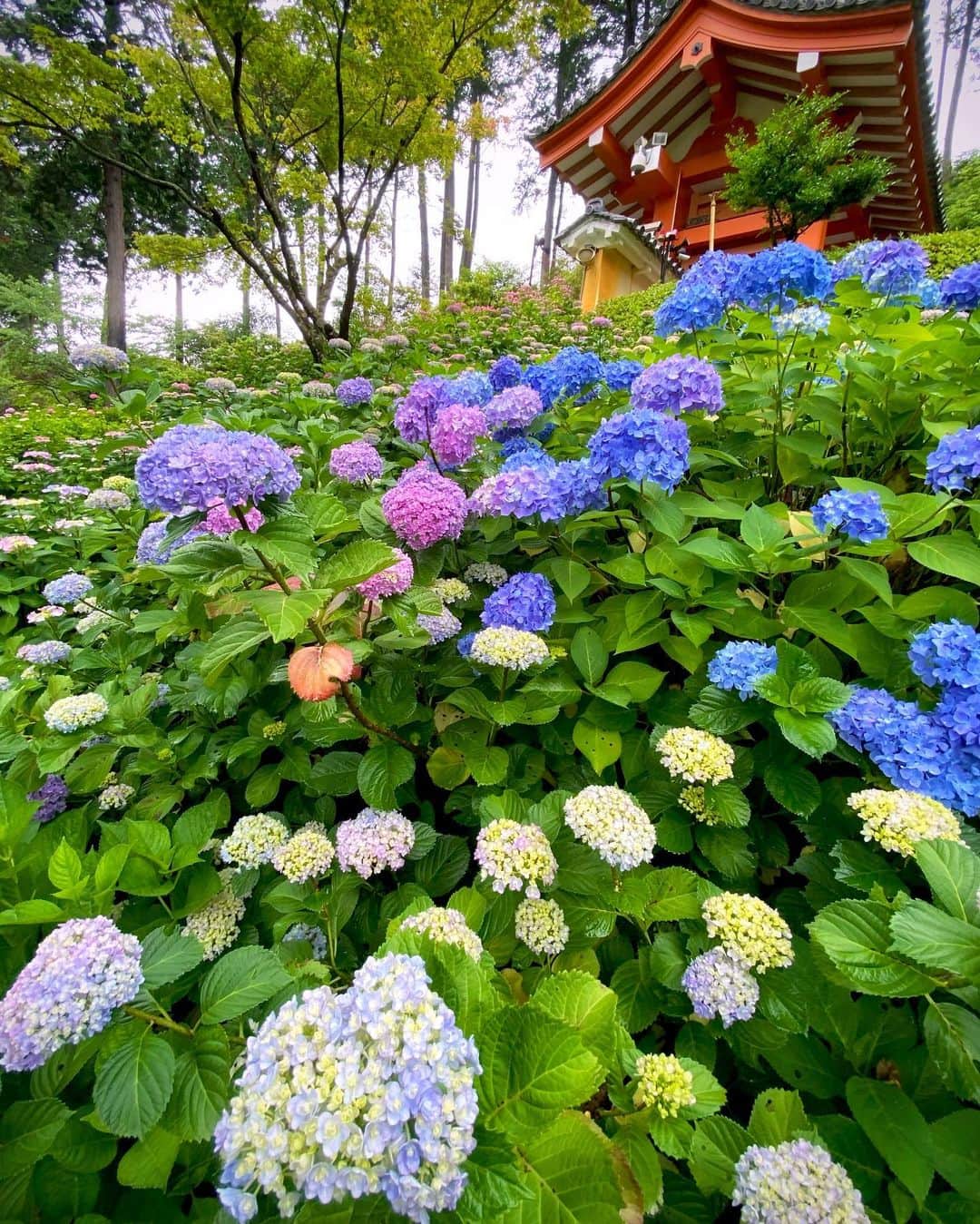 hama_aki_pppさんのインスタグラム写真 - (hama_aki_pppInstagram)「京都府宇治市#三室戸寺  Location Kyoto Japan  2020.6.12  狙ってました💠💠雨上がりの三室戸寺☂️☂️狙い通り、ほぼ満開💠💜💠色濃くなり始めた紫陽花はめちゃくちゃ綺麗でした😊✨しばらくネタ枯れしなくてすみそうです。  #日本の絶景  #美しい日本　 #こころから #おとな旅プレミアム　 #タビジェニ　 #神社仏閣  #寺社仏閣  #寺院巡り  #紫陽花  #あじさい  #じゃらん花畑　 #bns_flowers  #Lovers_nippon  #top_favorite_shots  #allthingsofbeauty_  #nippon_lovers  #inspring_shot  #beautiful_kansai  #angelsandflowers_  #flora_addict  #charming_nature_  #mns_flower  #japanesegarden  #lovers_united_japan  #igbest_shotz  #ap_japan_  #rakutentravel」6月13日 17時05分 - hama_aki_ppp