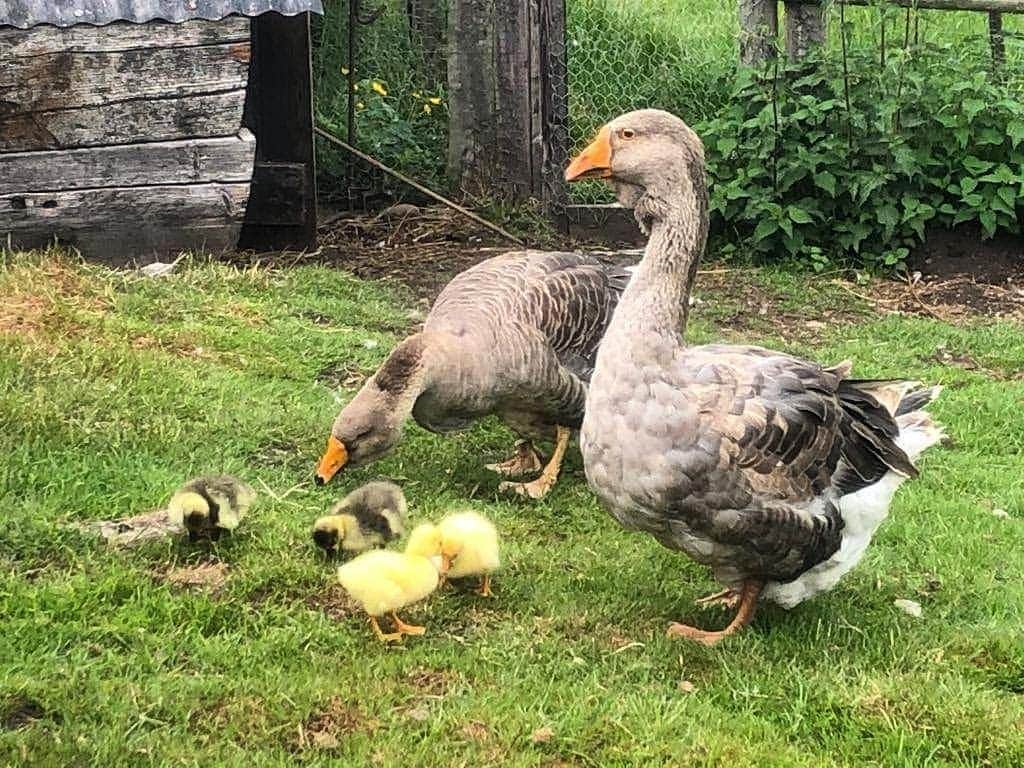 ベーミッシュ美術館さんのインスタグラム写真 - (ベーミッシュ美術館Instagram)「So cute... have a gander at this 😍! Our Pockerley geese, Edward and Jane have welcomed some new arrivals this week! #cute #geese #goslings #newarrivals」6月13日 17時17分 - beamish_museum