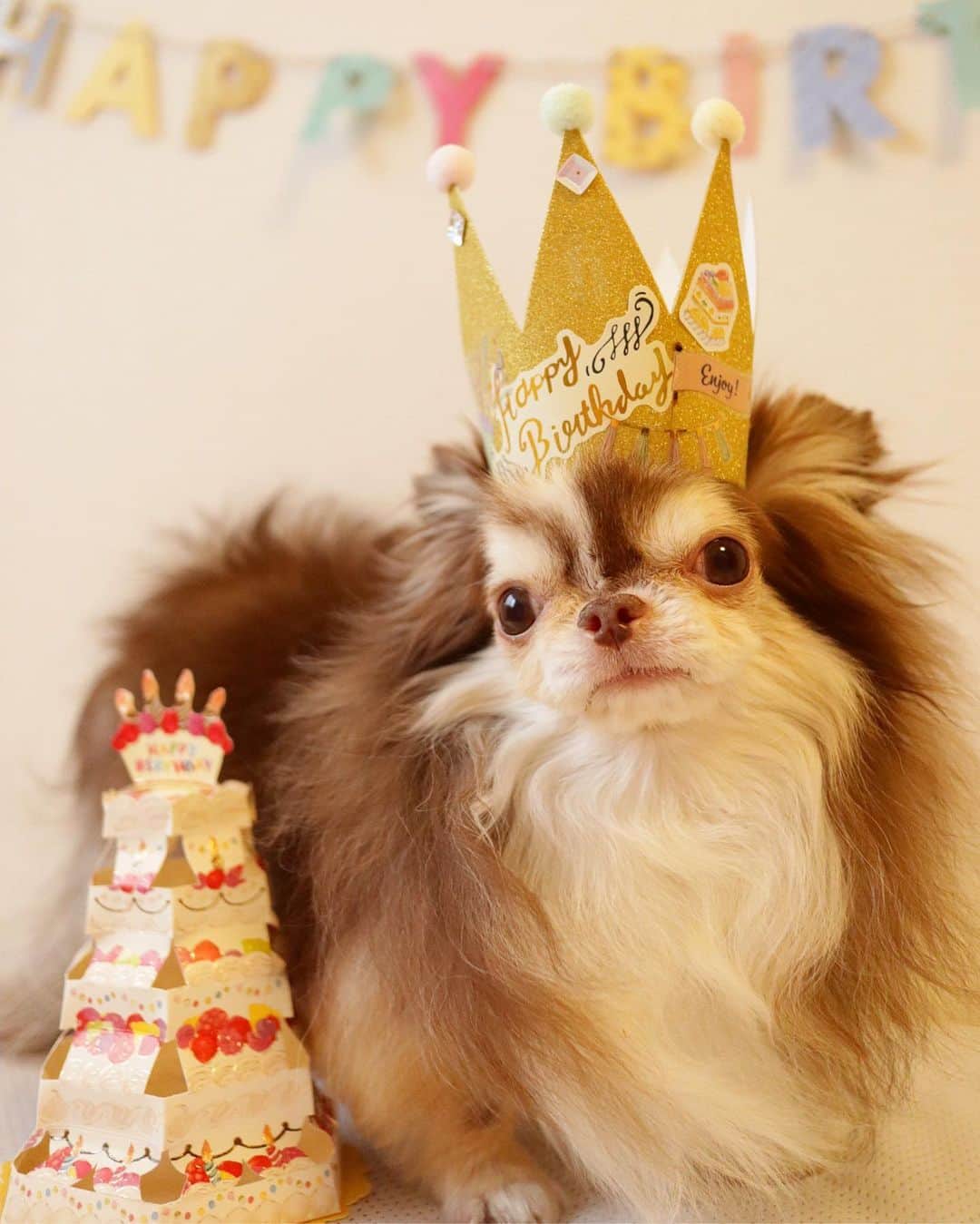 kayoのインスタグラム：「* * * ✨Happy Birthday Lychee✨ * * らいちん6歳になりました☺️🎂🎉🎉✨✨ * * なんかいつまでも2.3歳ぐらいの感覚がするけど もう6歳とか… * * 何気ない 1日1日を大切にしないとね * * らいちん これからもずっと ママのの癒しで居てね☺️💕 * * 6歳のお誕生日 おめでとう🎂✨✨ * * 2020.6.13 Lychee💗🎂 * * #happy birthday #お誕生日おめでとう * #chihuahua#chihuahualove#dogstgram#dog#instadog#チワワ#チワワ大好き * *」