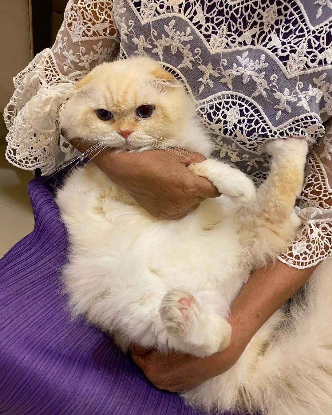 Haruのインスタグラム：「Grandma holding me tight. 💗😊 #gentleharper #จุนยายอุ้ม #งงนิดหน่อย #แต่โอเคแหละ #วันเฉาฉีม่วงงง」