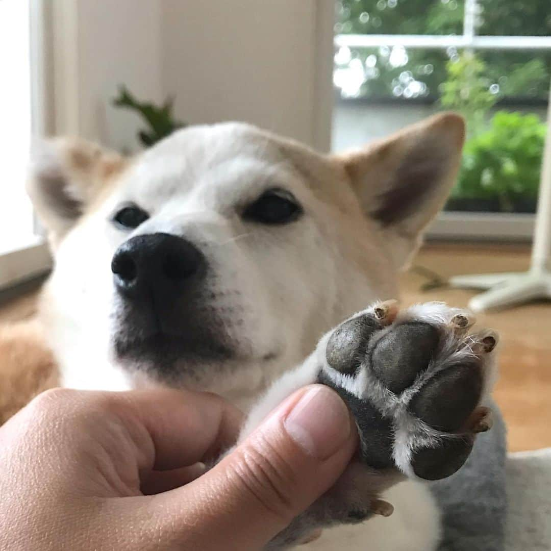 柴犬リリコさんのインスタグラム写真 - (柴犬リリコInstagram)「梅雨に入ったので蒸れないようにボーボーだった足裏をカットしました✂️🐾 カット中、ママの膝枕で寝落ち😴したリリコさんです😂 #アトピー犬」6月13日 18時06分 - ke_rock_