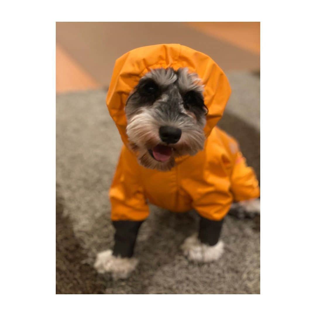 HiRAO INCのインスタグラム：「. アザラシになったソラ🤣 . 梅雨でも、散歩は楽しいね  木々には木苺や、ビワの実が沢山 向日葵と紫陽花の季節だね  テラスのイチジクもかなり育ってきた✨  鉄やカリウムなどのミネラルや、食物繊維が豊富に含まれるいちじくは、生ハムと一緒にサラダにしたり、トーストにのっけたり、マリネしたり、いろいろ使えて便利。 収穫が楽しみだな  #mutsulannsora」