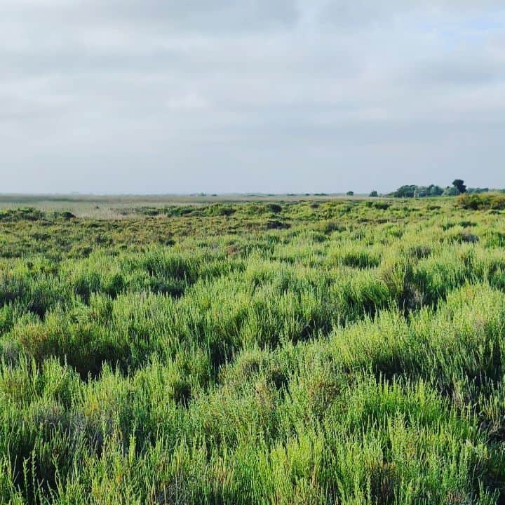 のインスタグラム：「On passe au JT de @france2 ce soir à 20h dans le supplément " terres d'ailleurs"  Paysage de camargue, à quelques kilomètres de l'atelier.  #petitecamargue #saladelle #chevalcamarguais #visitoccitanie  #provence #camargue #southoffrance #tulasenslacamargue #wildlife #terressauvages」