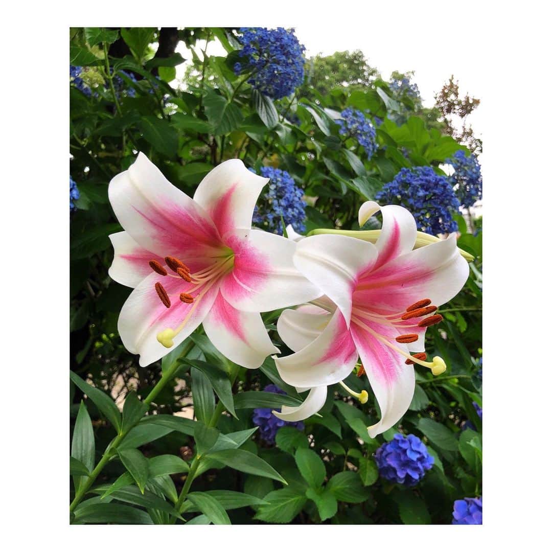 理絵さんのインスタグラム写真 - (理絵Instagram)「紫陽花と一緒に咲いていた百合🧚🏻‍♀️美しい  #トライアンファイター #百合 #百合の花 #ユリ #lily #giglio #백합 #flowers #flower #fiore #꽃 #花 #tokyo #japan」6月13日 18時47分 - ____rie____
