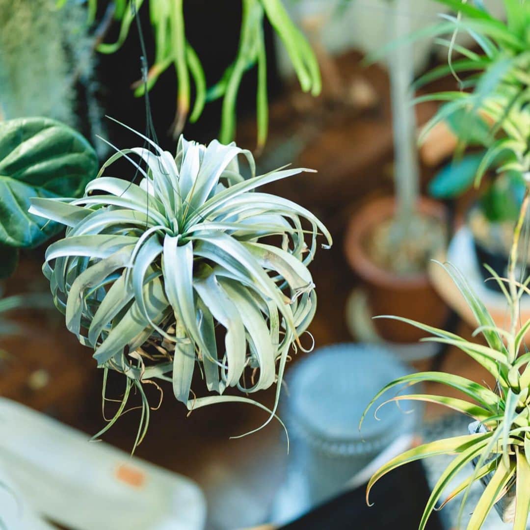 ムクリ［mukuri］さんのインスタグラム写真 - (ムクリ［mukuri］Instagram)「飾り方からお手入れまで「愛着を育む時間」を大切に〜植物のある暮らし（botanical.0715さん/あの人の暮らしが素敵な理由）﻿ ﻿ お部屋の中に並ぶ植物たちの様子に、目を奪われてしまうAkiraさんのおうち。﻿ ﻿ これだけの種類と量の植物たちを元気に育てるには、コツや愛情がなければ難しいですよね。﻿ ﻿ 今回は植物の飾り方、お手入れ方法から初心者におススメの植物までお伺いしました。﻿ ﻿ 「家族と植物の成長や育て方などを話すのもとても楽しい時間」とおっしゃるAkiraさん。﻿ ﻿ ぜひご覧くださいね♩﻿ ﻿ specialthanks﻿ @botanical.0715 ・﻿ ﻿ ▶詳細はプロフィールのURLよりご覧ください﻿ プロフィールはこちらから﻿ @mukuri_official ・﻿ ﻿ ﻿ #植物のある暮らし #緑のある暮らし  #リビングインテリア #succulents  #塊根植物 #マイホーム #観葉植物 #エアプランツ #植物のある生活  #多肉植物 #グリーンのある暮らし #リビング #planstagram #吹き抜け#ソファ #新築 #ビカクシダ #myhome #注文住宅 #マイホーム計画 #インテリア #住まい #暮らし #うつわのある暮らし #暮らしを楽しむ #くらしの編集 #ムクリ」6月13日 19時06分 - mukuri_official