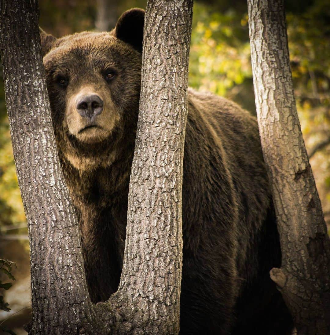 のインスタグラム：「Look who's hiding between the logs. It's beautiful Ari from @bear_sanctuary_prishtina 🐻 ♥  #bear #bears #animals #animal #bearsanctuary #prishtina #love #animallove #brownbear #saveouranimals #cute #sweet」