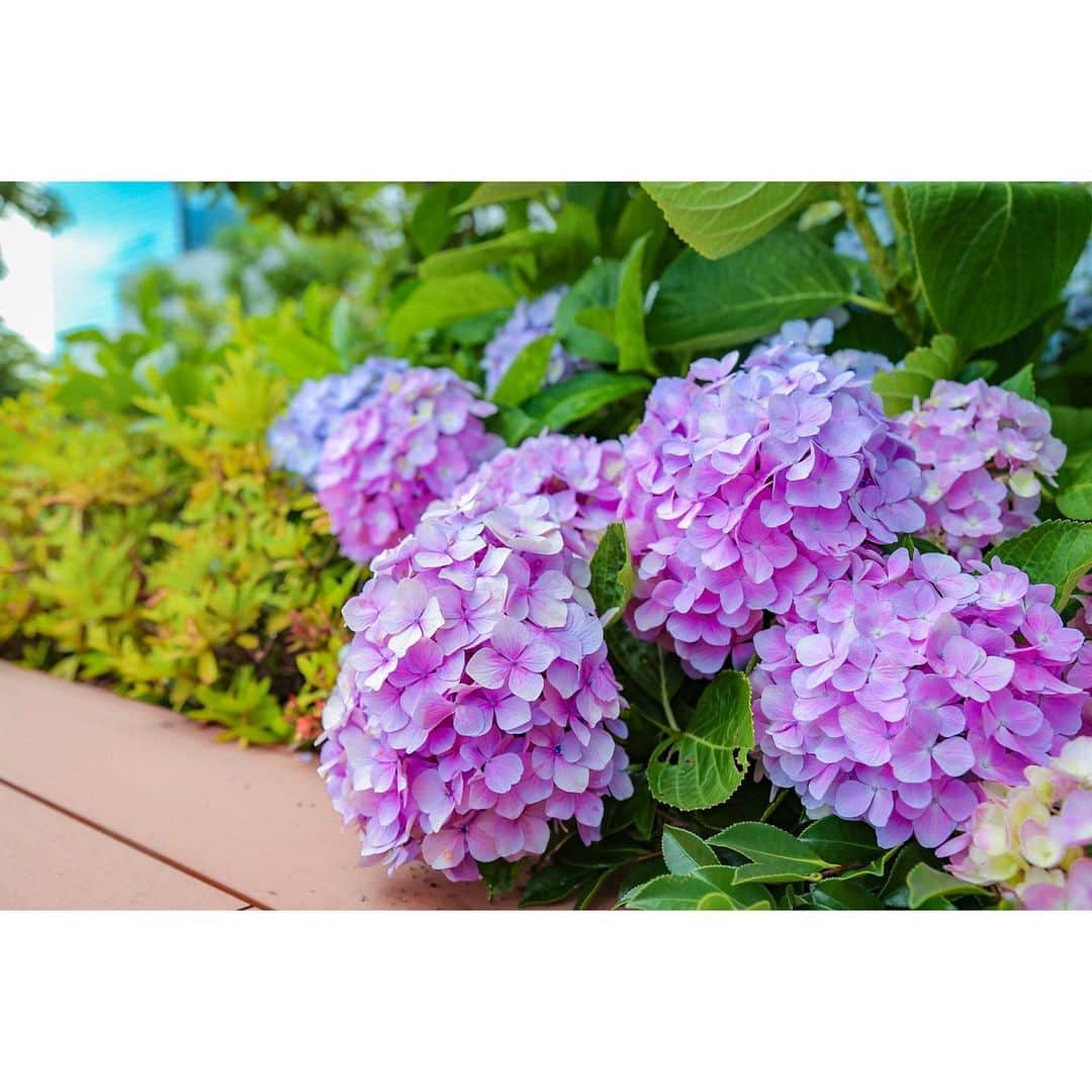 中村秀香のインスタグラム：「#紫陽花 の季節ですね☺️☔️ .  色鮮やかなアジサイが、 ytv社屋内のテラスに咲いていました！✨ .  ちなみに、 このセンスいっぱいの写真は私が撮ったもの🤳 .  ではなく… 同期の #岩原大起 アナ @ytv_iwahara  が撮ったものです笑」
