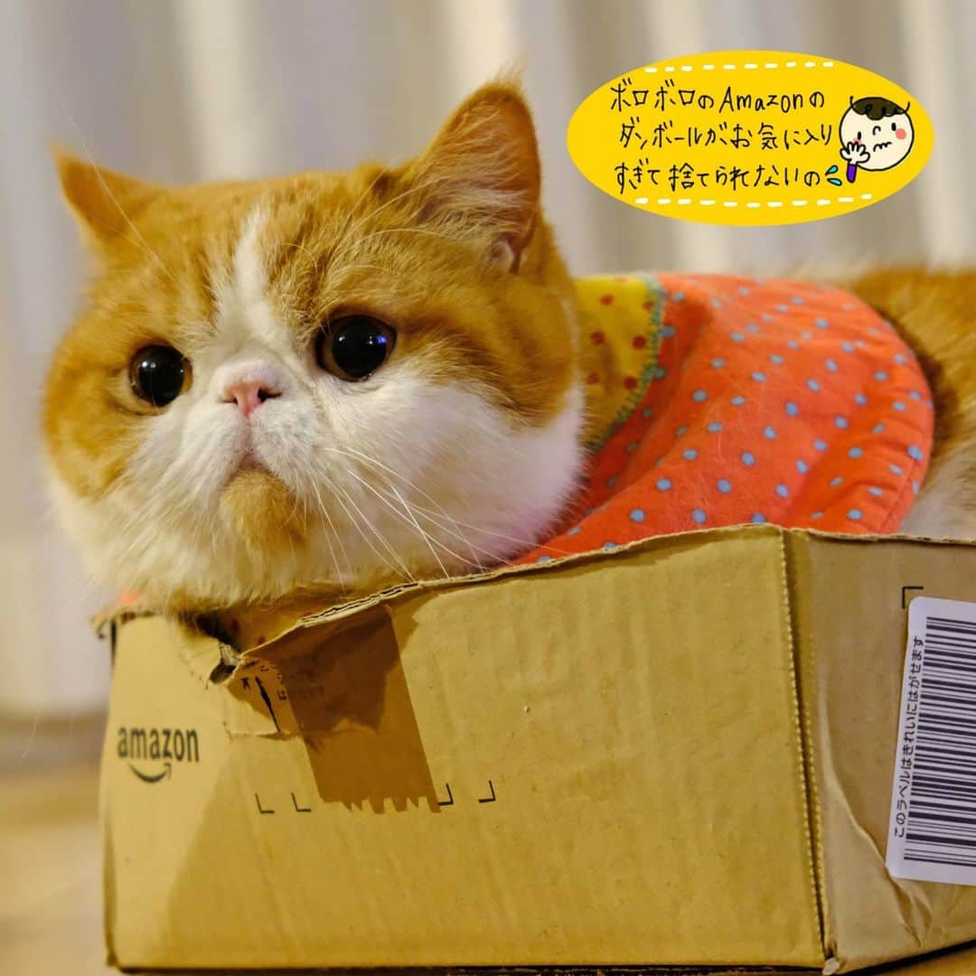 のインスタグラム：「🐯♥️ まんまるちしゃくれちゃん🥰 * Amazonのダンボール ボロボロなんだけど ぽしゅ君が好きすぎて 捨てられないっていう😅 ぽっちゃんサイズに カスタマイズされて 四角いダンボールが まぁるくなってるよ😄 ・ ・ ・」