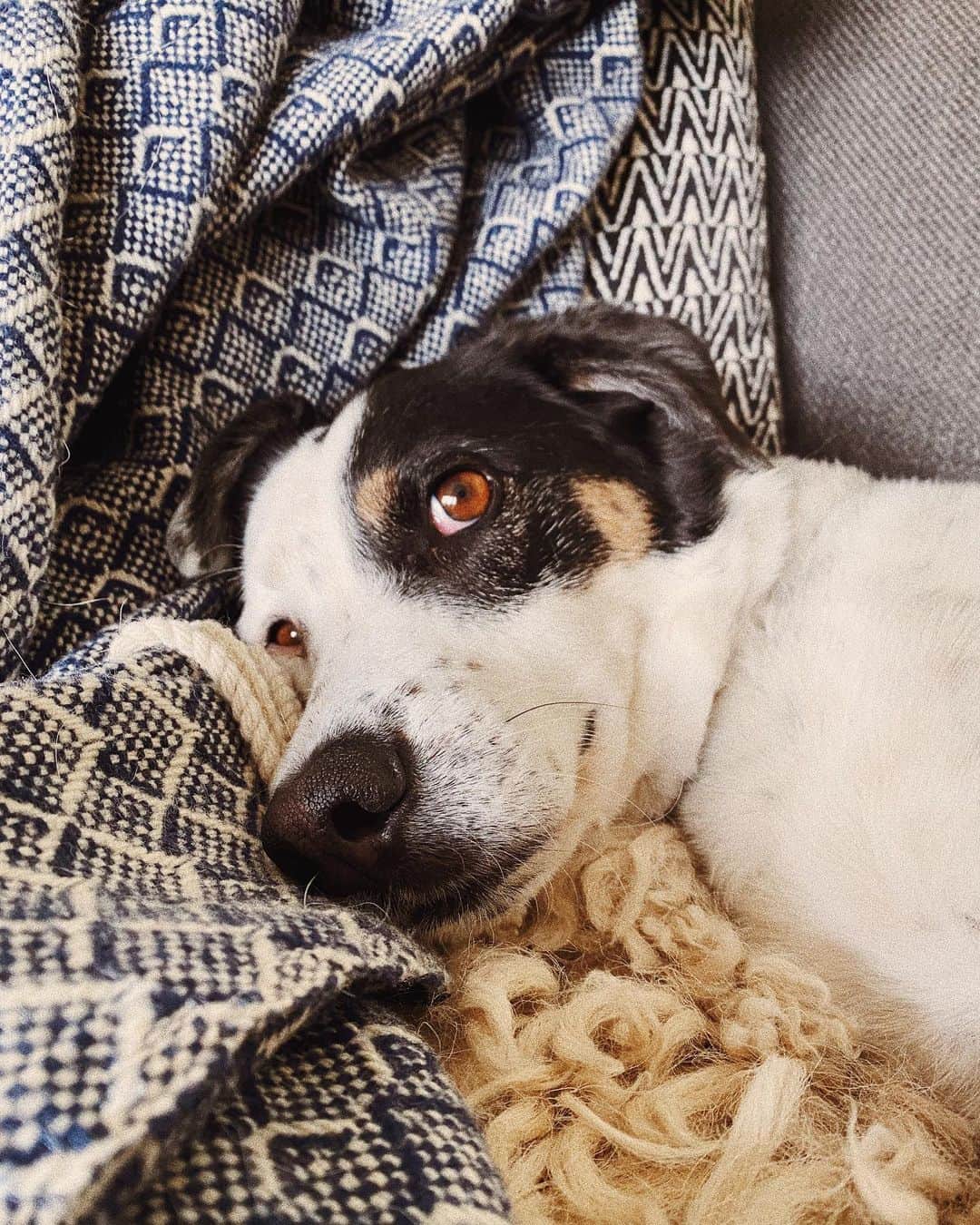STIL IN BERLINのインスタグラム：「Five years of Nico in Berlin!! Five years of cuteness and courage and cautious confidence. Happy Berlin Birthday lil boo... gonna put some of my fave Nico videos in the stories now. #nicothemutt #adoptdontshop」