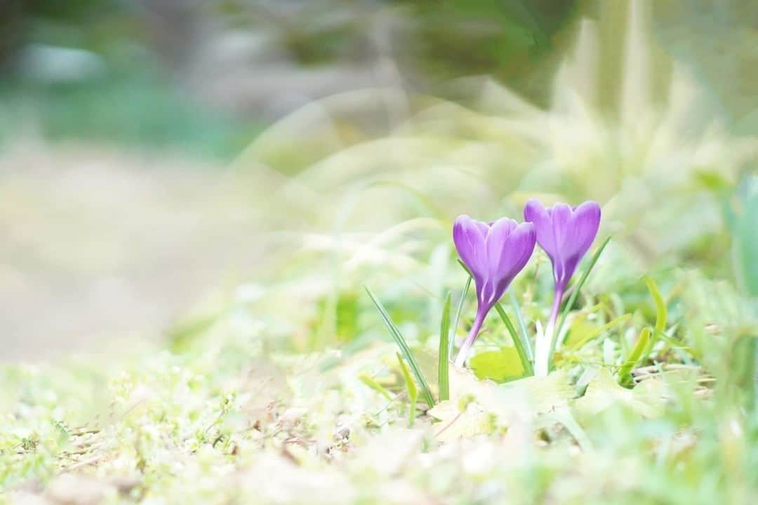 花の写真館のインスタグラム：「Photo by 木城 さつき.⠀ .⠀ Original Post[投稿いただいたURL]⠀ https://www.facebook.com/photo.php?fbid=2781583205253720⠀ .⠀ 本アカウントは、 #私の花の写真 をつけてInstagramに投稿された皆さまの花の写真や、「花の写真館」Facebookページで投稿された花の写真を紹介します。⠀ 「花の写真館」Facebookページは、「 @floral.photograph 」のプロフィールにあるURLからご覧ください。⠀ .⠀ ※各自、政府、自治体など公的機関の指示に従った行動をお願いします。⠀⠀ 東京カメラ部および分室では、写真を「見る楽しみ」を提供することを通して、微力ながら皆様にわずかな時間でも癒しをお届けしたいと思っております。⠀ ※本アカウントは東京カメラ部がFacebook、Instagramのサービスを利用して運営しているもので、Facebook社・Instagramとは一切関係ありません。⠀ .⠀ #花の写真館 #floralphotograph #floralphoto #flower #flowers⠀ Follow: @floral.photograph」