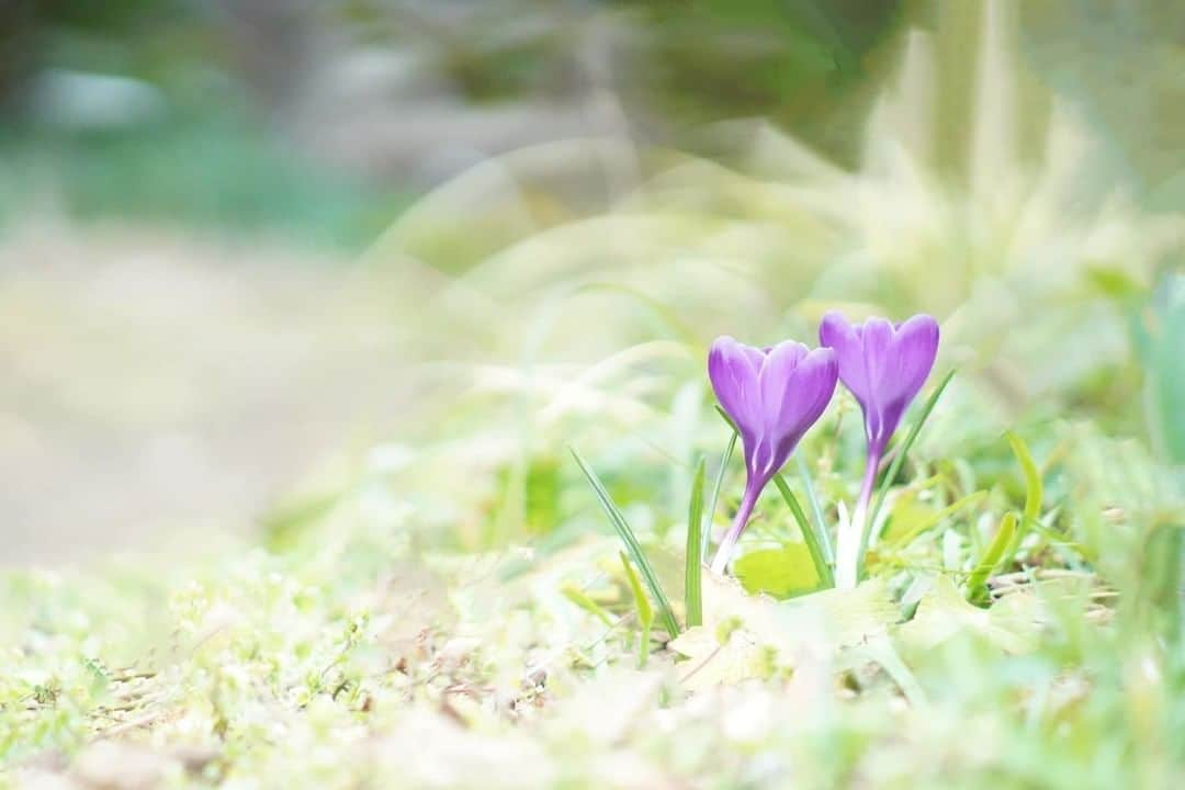 花の写真館さんのインスタグラム写真 - (花の写真館Instagram)「Photo by 木城 さつき.⠀ .⠀ Original Post[投稿いただいたURL]⠀ https://www.facebook.com/photo.php?fbid=2781583205253720⠀ .⠀ 本アカウントは、 #私の花の写真 をつけてInstagramに投稿された皆さまの花の写真や、「花の写真館」Facebookページで投稿された花の写真を紹介します。⠀ 「花の写真館」Facebookページは、「 @floral.photograph 」のプロフィールにあるURLからご覧ください。⠀ .⠀ ※各自、政府、自治体など公的機関の指示に従った行動をお願いします。⠀⠀ 東京カメラ部および分室では、写真を「見る楽しみ」を提供することを通して、微力ながら皆様にわずかな時間でも癒しをお届けしたいと思っております。⠀ ※本アカウントは東京カメラ部がFacebook、Instagramのサービスを利用して運営しているもので、Facebook社・Instagramとは一切関係ありません。⠀ .⠀ #花の写真館 #floralphotograph #floralphoto #flower #flowers⠀ Follow: @floral.photograph」6月13日 19時30分 - floral.photograph