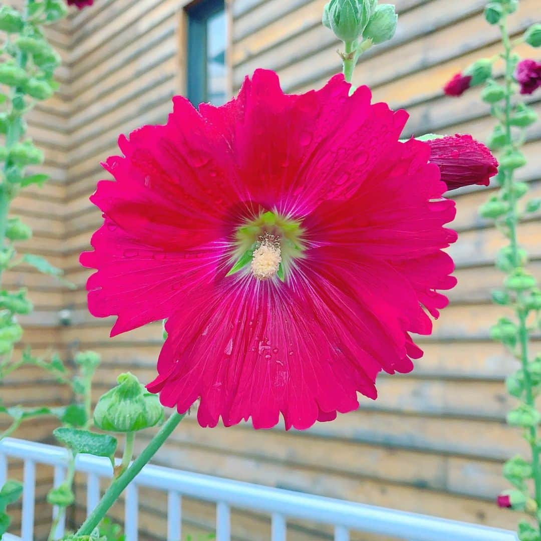 YOKANさんのインスタグラム写真 - (YOKANInstagram)「今朝の 原宿表参道は雨模様…☔️ 小雨が降ったり止んだりの朝🌅 朝ラン＆ウォークは快調でした…🏃‍♂️👟 雨に濡れるのが気持ちイイ…💦🐸 さて 本日のYOKANは 基本…のんびりしつつ…😇 To Doリストから何か作業…✏️🎹🎼 なかなか進まない 断捨離＆大掃除レンジャーも…🙋‍♀️ 週明けから モチベーション上がって アクティブな生活ができる様☆ 楽しみなからがんばりまーす✌️ みなさま 笑顔でステキな1日を…💓 ※今朝の YOKAN散歩写真は 雨に濡れた 美しいタチアオイ（ホリホック）🌺 #harajuku #omotesando #原宿 #表参道 #tokyo #japan #morning #朝 #朝ラン #ウォーキング #running #walking #plogging #プロギング #OhaYOKAN #YOKAN散歩 #街角アート #streetart #flowerreport #お花便り #hollyhock #タチアオイ#立葵 #ホリホック #redflower #赤い花 #インスタ映え #instagram #tokyocameraclub #笑顔でステキな1日を💓」6月14日 6時22分 - yokanstudio