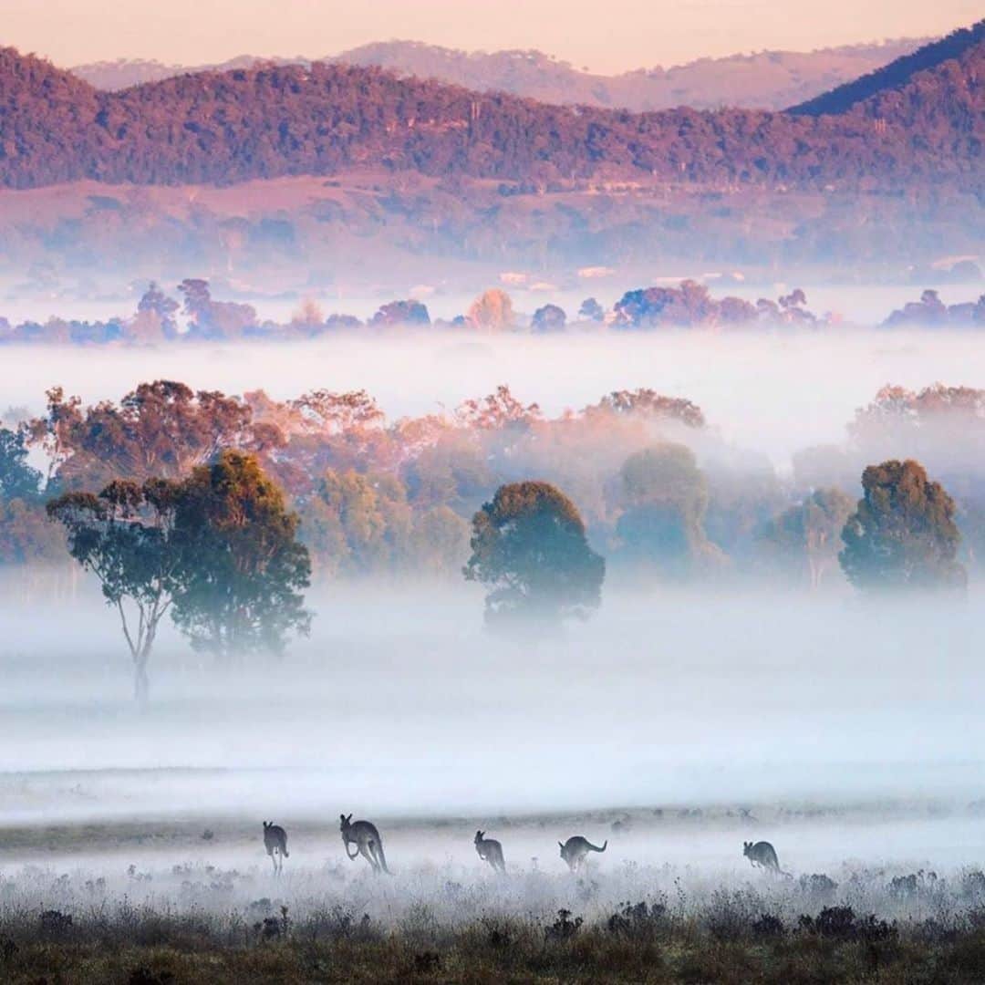 Australiaさんのインスタグラム写真 - (AustraliaInstagram)「These keen @mudgeeregion locals aren’t afraid of a chilly morning workout! ❄️🦘@themudgeeproject photographed this postcard-perfect scene at #Mudgee in @visitnsw, where the rolling hills are often shrouded in early morning fog at this time of year. The #mudgeeregion is a wonderful #winter getaway destination, where indulgent winery lunches and cozy nights #glamping under star-filled skies are just the thing to warm you up. For a virtual “taste” of what the region has to offer, join @lowefamilywineco live on their Facebook page later today at 4pm AEST and enjoy a little Mudgee magic from home. #seeaustralia #visitnsw #mudgeeregion」6月14日 5時00分 - australia