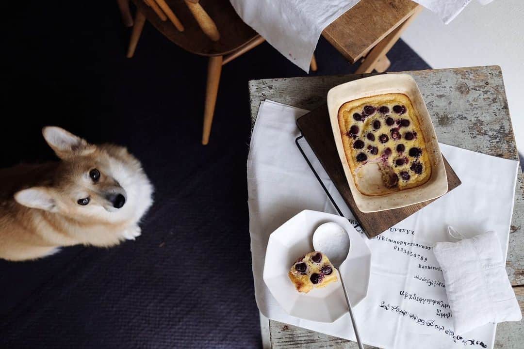 maggydaisyのインスタグラム：「_  前はよく作っていたクラフティ、久しぶりに。 種取り、ストローで頑張ったけど、やっぱり買おうかな。  #maggydaisymore20200613 #corgi #コーギー #里親 #犬のいる暮らし #クラフティ #card_ya #田中直純」