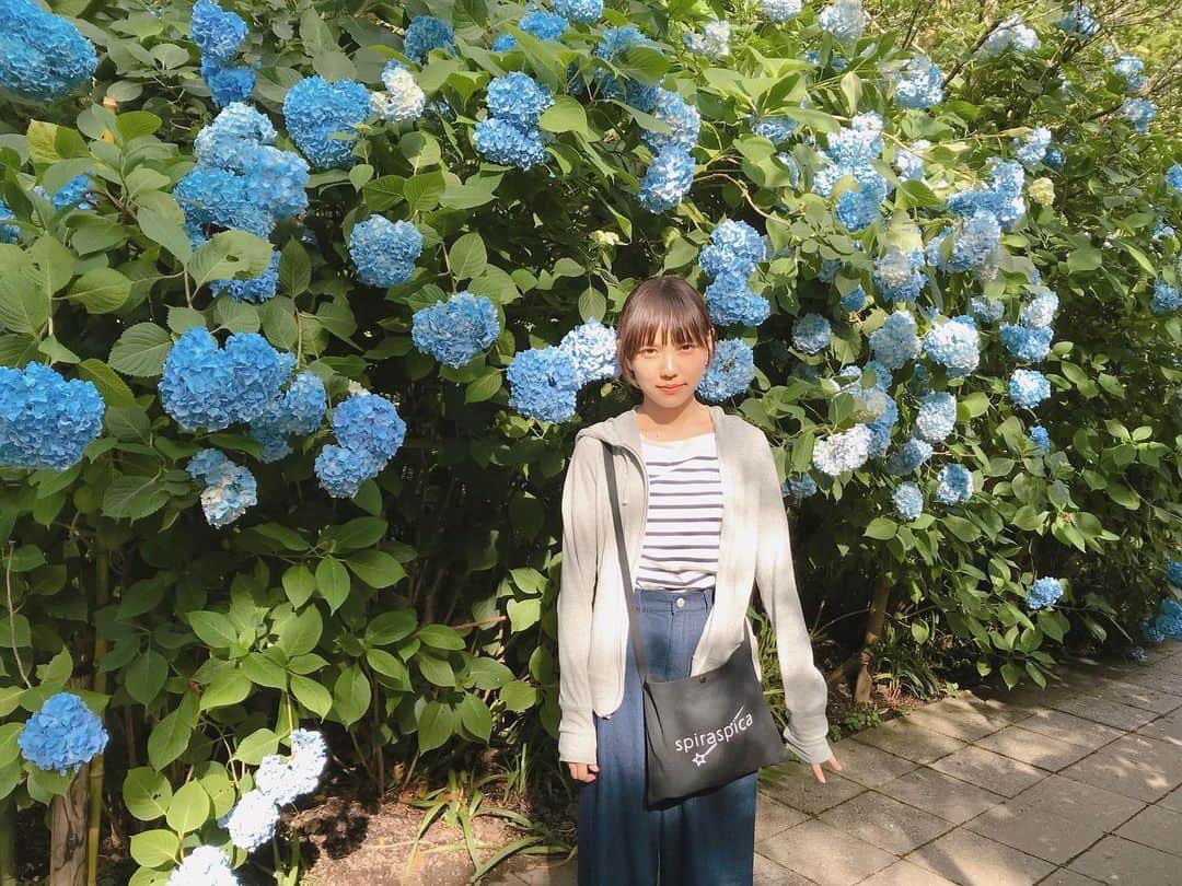 幹葉（スピラ・スピカ）さんのインスタグラム写真 - (幹葉（スピラ・スピカ）Instagram)「一昨年、鎌倉にて。 眩しい顔やけどちゃっかりピースはしとる✌︎(　˙-˙　)✌︎ 来年また、ゆっくりのんびり見に行きたいなぁ〜 #6月 #梅雨 #紫陽花 #自分のグッズを普段使いする人」6月13日 21時29分 - kanbajyanaiyo