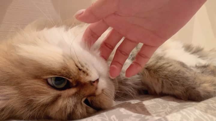 にこのインスタグラム