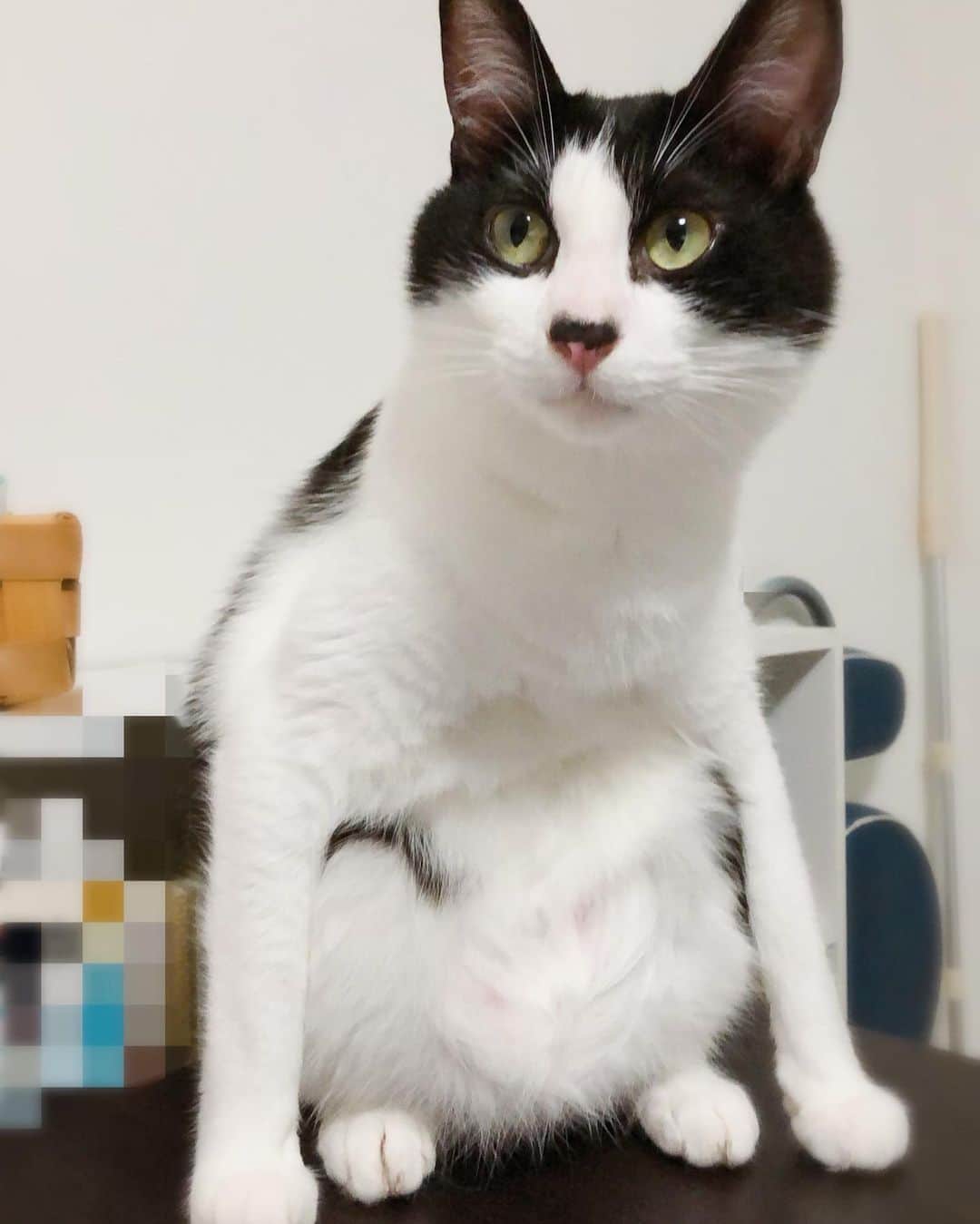 ぽんずのインスタグラム：「また、その座り方。  #ねこ#猫#cat#猫好き#親バカ#はちわれ#ハチワレ#はちわれ猫#ハチワレ猫#白黒猫部#にゃんすたぐらむ#ilovecat#猫大好き#うちの猫自慢#白黒猫 #我が家のぽんずくん #ちゅーちゅー妖怪」