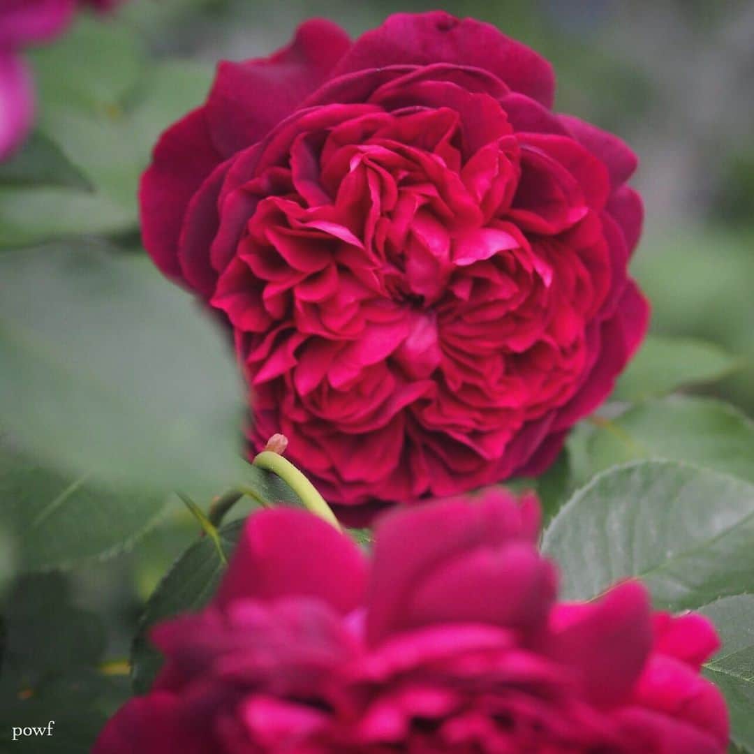 anemone_69のインスタグラム：「. 去年の #rose #バラ #薔薇 🥀」