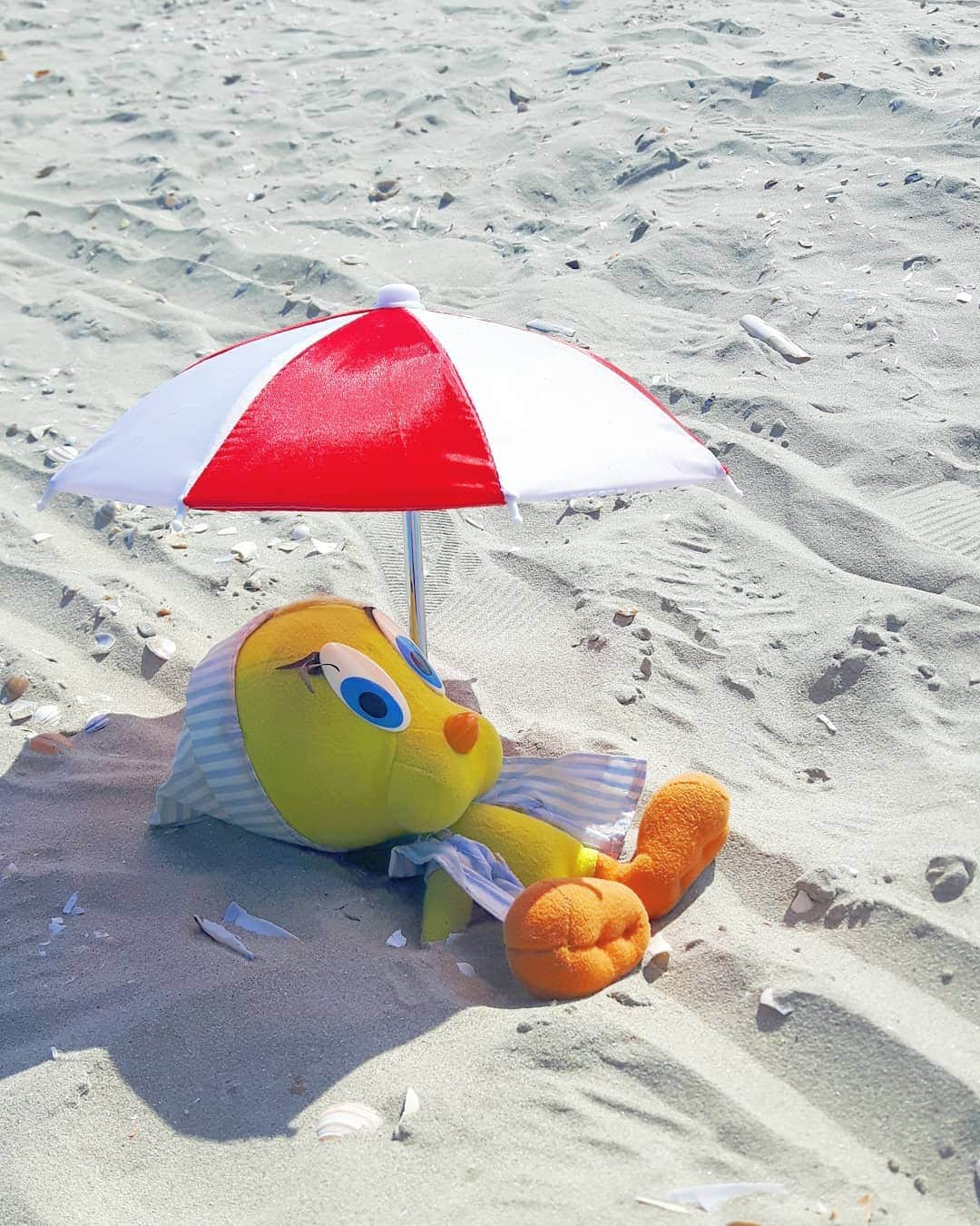 Little Yellow Birdさんのインスタグラム写真 - (Little Yellow BirdInstagram)「Getting my tan on! #littleyellowbird #tweety #tweetykweelapis #adventures #yellow #bird #weekend #saturday #sun #sunnyday #sunnyweather #spring #lente #june #juni #tropical #beach #northsea #strand #noordzee #netherlands #nederland #tan #sunbathing #wowitshot #stuffedanimalsofinstagram #plushiesofinstagram」6月13日 22時07分 - tweetykweelapis