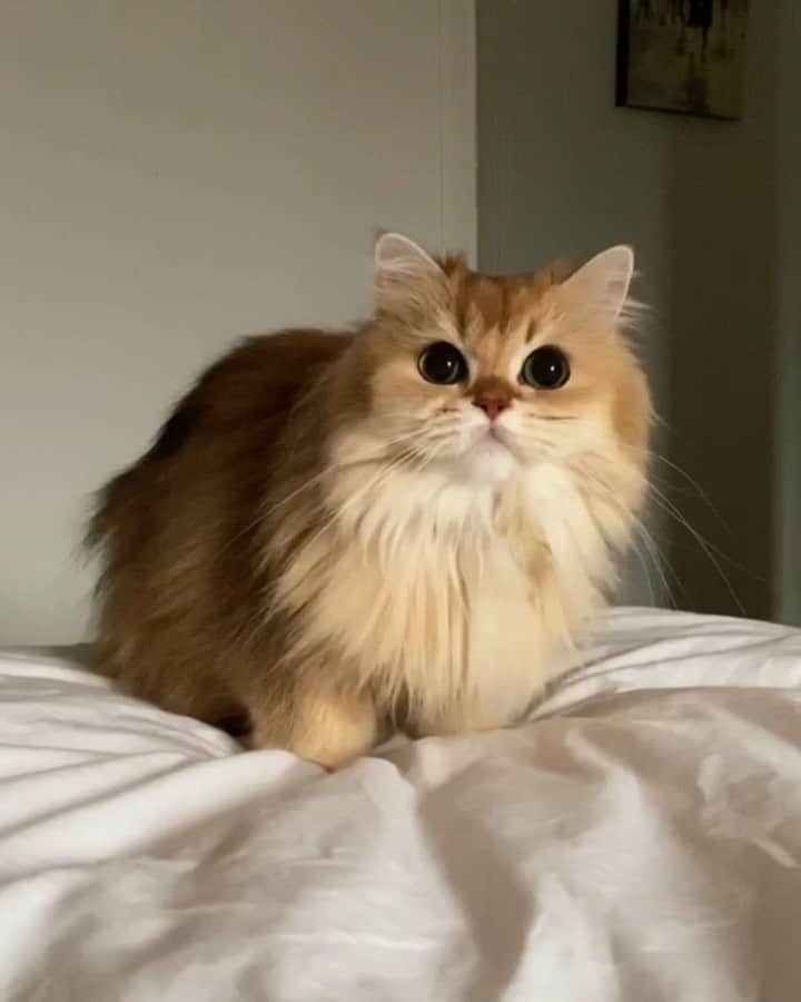 Smoothieのインスタグラム：「Does your cat also play fetch? ⚽️」