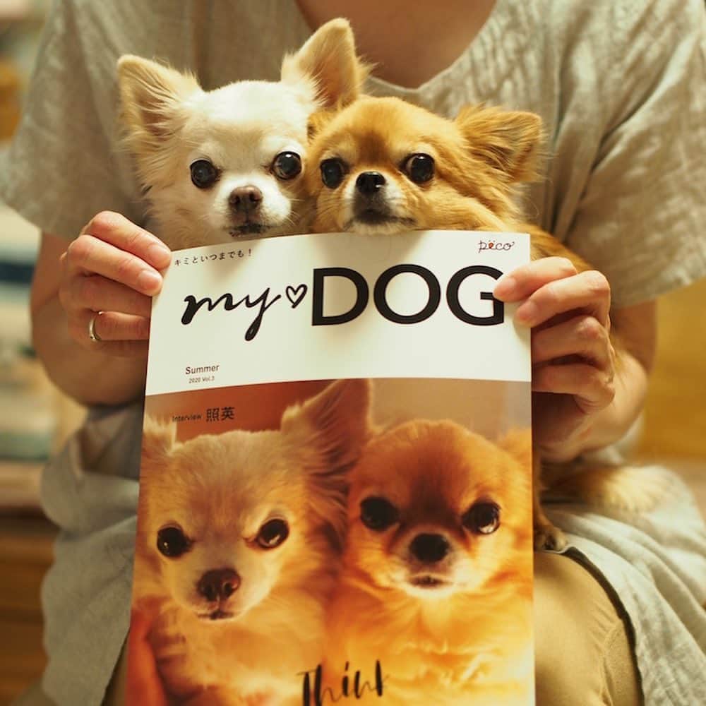 ruiruiのインスタグラム：「@pecomydog_official さんから出でいる雑誌『MY❤︎DOG』夏号が届きました。 今回は我が家の次男エルモと末っ子のルルが表紙です。今回もこの表紙と同じクリアファイル付いてました👍🏻 我が家の家宝が増えていってます☺️ . . . うちの子表紙に興味のある方は「マイドック　雑誌」で検索してみてください。 下記にホームページのURLも載せておきますね😉 . . https://mydog.peco-japan.com/ . . #pecodog #pecomydog #pecomydog世界にひとつだけのうちのコ表紙 . #チワワ #ロングコートチワワ  #愛犬 #わんこ #ワンコ #犬 #ふわもこ部 #いぬのきもち #多頭飼い #犬のいる暮らし #いぬすたぐらむ #ペコいぬ部  #mofmo #dog #dogs #doglife #chihuahua #dogsofinstagram  #instagramdogs #dogstagram  #lovedogs #doglover #instadog」