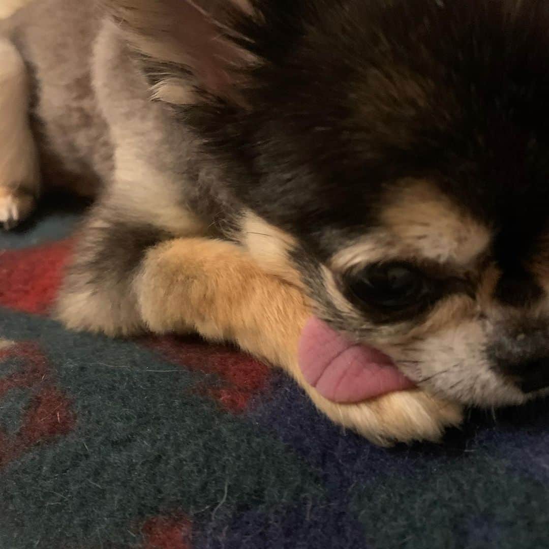 ティアラ（西内まりや）のインスタグラム：「👅 #ティアラ　#dog #pet  #犬　#犬のいる暮らし  #犬好きな人と繋がりたい  #チワワ　#べろ  #べろだし  #べろだしわんこ #ペット #ドッグラン　#首輪　#お散歩　#砂塗れ　#海 #ビーチ」