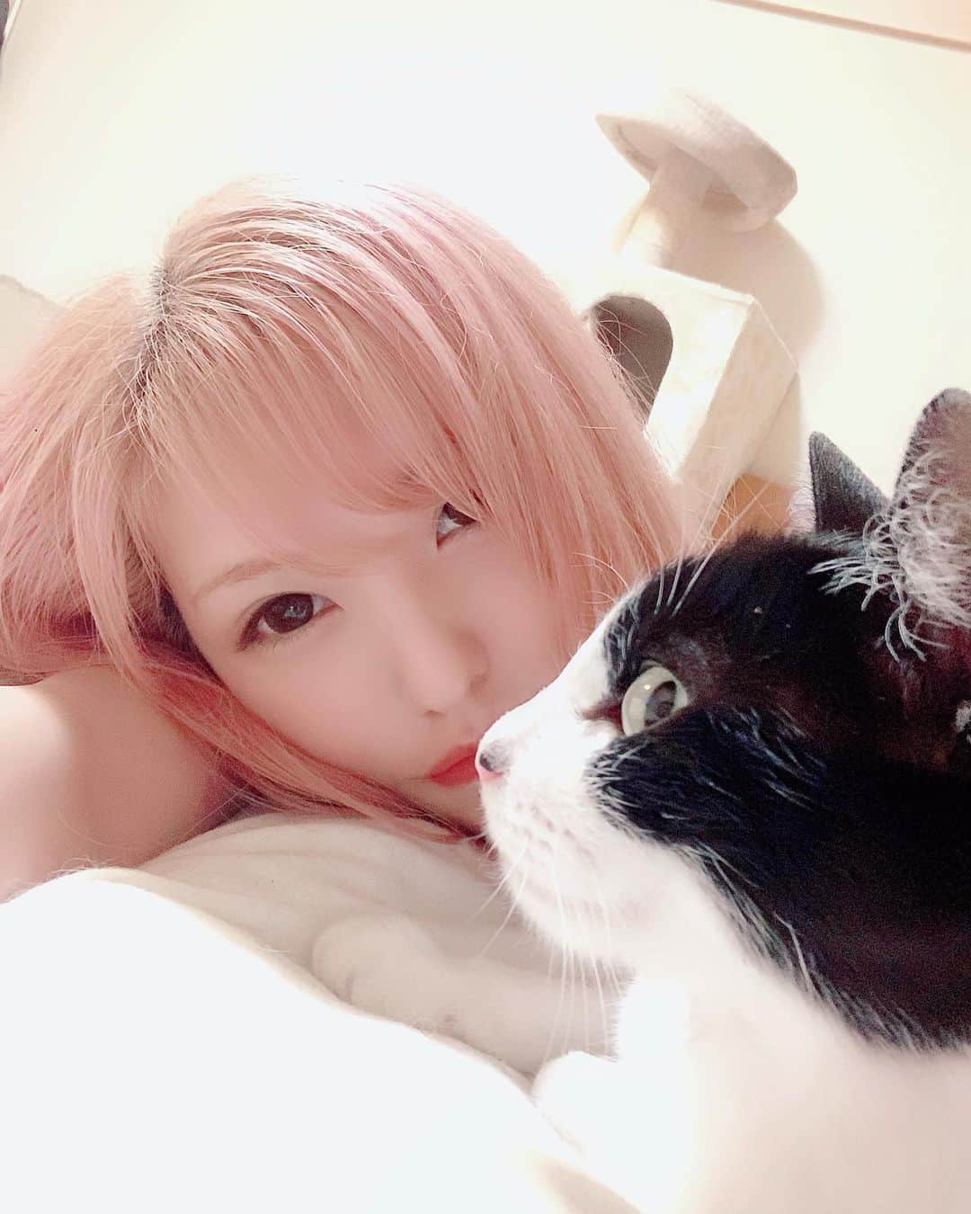 みはとのインスタグラム：「今日はずっと眠たかったな。。💤 ・ ・ ・ #眠気 #いっぱい寝たんだけどね #びびさん  #カメラ  #見てくれない  #セルフィー  #写真  #撮る習慣つけなきゃ  #ねこのいる生活  #毎日癒されてます」