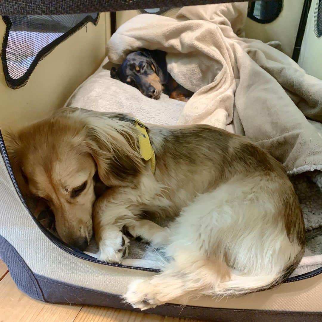 Crusoe the Celebrity Dachshundのインスタグラム：「“Daphne keeping me company while I rest..❤️” ~ Crusoe」