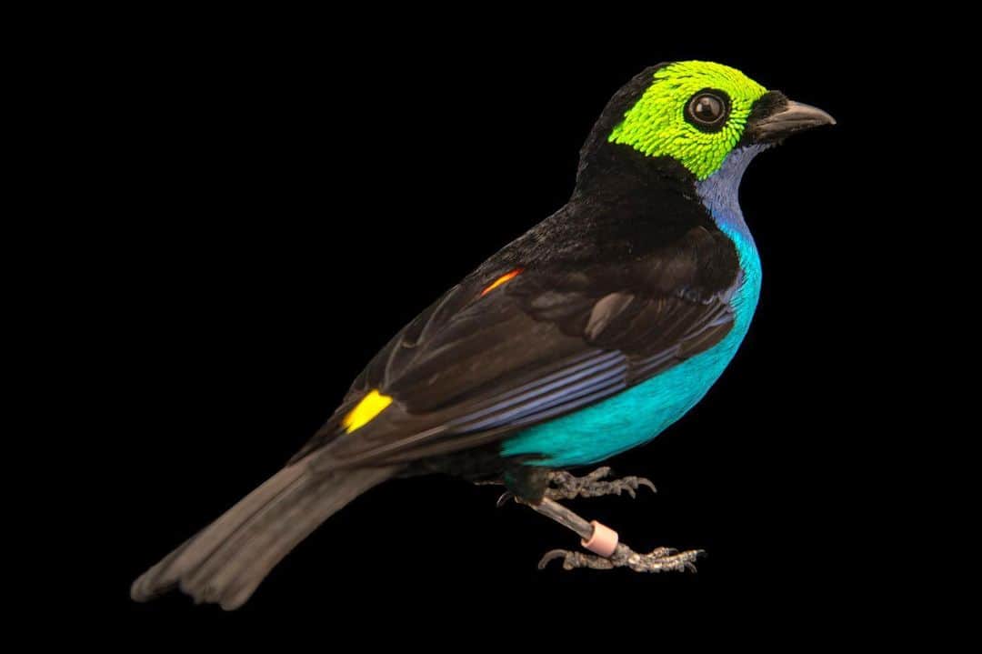 Joel Sartoreさんのインスタグラム写真 - (Joel SartoreInstagram)「Found in the tropical and subtropical forests of the western and northern Amazon Basin is the brilliantly colored paradise tanager. ​Both males and females of this species exhibit the same beautiful coloration, with a blue breast, bright green hood, and red-yellow rump. ​While these stunning songbirds are experiencing population declines in the wild, they are still quite common throughout their range and are evaluated as least concern on the IUCN Red List of Threatened Species. Photo taken @zooberlin. #tanager #paradise #bird #colorful #PhotoArk #savetogether」6月13日 23時53分 - joelsartore