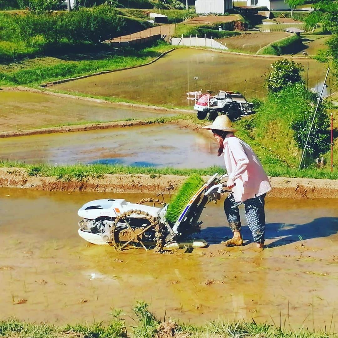 真瀬はるかさんのインスタグラム写真 - (真瀬はるかInstagram)「【第三の故郷から酒粕を大量に頂いたので✨】 . . 酒粕とヨーグルトとオリゴ糖を混ぜ込んで、グルテンフリー、砂糖不使用、カロリー控えめ、腸内活性レアチーズケーキ作りました✨ . . 自分で言うのも何ですが、美味しすぎた😂 . . クリームチーズに酒粕を加えると、香りに奥行きが出てリッチな味わいに！でもヨーグルト入れてるおかげで爽やかな切れ味も共存してて、とってもバランス良く仕上がりました✨ . . この酒粕は、岡山県美作市の上山という地域にある日本最大級の棚田で育ったお米の酒粕。 . . 数年前から、父の繋がりきっかけで足を運ぶ様になり、田植えや稲刈りのお手伝いを、行ける年は少しだけやらせて頂いたりしてて。(という名目で邪魔してしまっているだけなのですが💦) 今ではすっかり第三の故郷と思っている大切な場所です。 . . 実は真瀬、車の運転はできませんが、乗用田植え機は運転できる様になってます😂笑笑笑笑(写真2枚目) . . 仕事量で言ったら1ミリにも満たないとは思いますが、その1ミリでも自分が関わったお米で、その酒粕なんだと思うととっても愛おしくて♡ . . 時々、こうやってお米や酒粕やお酒をいただくんですが、最高に嬉しいですよね✨ . . 上山の大自然の中に身を置いて、太陽と共に起きて太陽と共に仕事を終え、満点の星空と共に就寝。時計なんかほとんど見ないで過ごしながら、そこで出来たお米と裏のお庭で産み落とされた卵など自然な食べ物食べて過ごすと、直接口に運ぶ食べ物の事、自然の事、地球の事、そもそも豊かさとは、とか、色々価値観も変わってきますよ。うん。 . . 電車1本逃しちゃって、5分もすれば次のが来るのに、(それってすごい事なのに！)心の中で軽く舌打ちしたい様な気分になったりするのが、ほーんと下らないなーって。 . . 神様はもともと必要なものはぜーーーんぶ地球に与えて下さってるのに、自分で勝手に心渇いて、自分で勝手に豊かさから遠ざかってたな、とか。 . . だから心が忙しさで渇いてしまいそうな時、度々心で上山の景色を思い浮かべて、その時の感覚を思い出す様にしてます。そんなわけで第三の故郷なのです🤗 . . あとは同じような感じで、心の深呼吸したい時はハワイの事もよく思い出しますね🌴 . . やっぱさー、自然って素晴らしいよね。←言葉にすると軽っ！笑 . . ここのところ雨が続いてますが、この雨で今年もお米ちゃんが育つんだと思うと、雨も悪くないなぁ…☔️✨ . . なんか気づいたら長々書いちゃいましたが、要するに、レアチーズケーキ美味しかったって事です。笑 . . さ、寝よ。そうしよう。 . . 皆様も素敵な週末を〜♪ おやすみー . . #酒粕チーズケーキ #レアチーズケーキ  #発酵食品 #腸活  #食べることは生きること #第三の故郷 #岡山県美作市 #棚田 #ちなみに #第一の故郷は産まれた横浜 #第二の故郷は関西ね #自分だけのパワースポット #自分だけのパワーフード #そういうのあると #心がささくれた時 #癒してくれるよね #酒粕はお料理以外にも #酒粕パック #頭皮マッサージ #にも使ってます #お肌ピカピカ〜✨ #さていい加減寝よ #真瀬はるか」6月14日 0時44分 - harukamanase_official