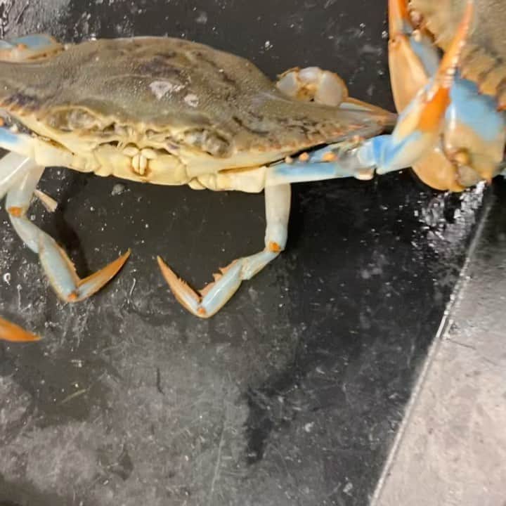 エイコンのインスタグラム：「In a mood for some crab!!!!! #crabsaturdays」