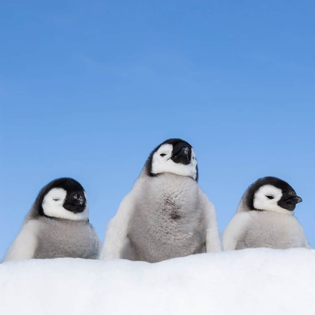 National Geographic Travelさんのインスタグラム写真 - (National Geographic TravelInstagram)「Photo by @daisygilardini | During a visit to the emperor penguin colony at Snow Hill Island in Antarctica, I had the great opportunity to photograph these cute little chicks. Sometimes lying on your belly is not enough to achieve a certain low-angle perspective. For this reason, when I’m in the field, I’m always looking for depressions in the ground. Shooting from a low angle makes the subject look bigger, stronger, and more powerful. In this specific case, the three emperor penguin chicks were standing on a snowbank. By positioning myself right below the bank and shooting upward, even these little chicks look imposing. Follow me @DaisyGilardini for more images and stories behind the scenes. #penguin #emperorpenguin #Antarctica #chick」6月14日 1時06分 - natgeotravel