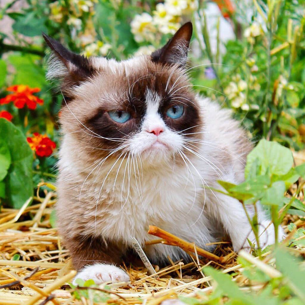 Grumpy Catさんのインスタグラム写真 - (Grumpy CatInstagram)「#Caturday」6月14日 2時04分 - realgrumpycat