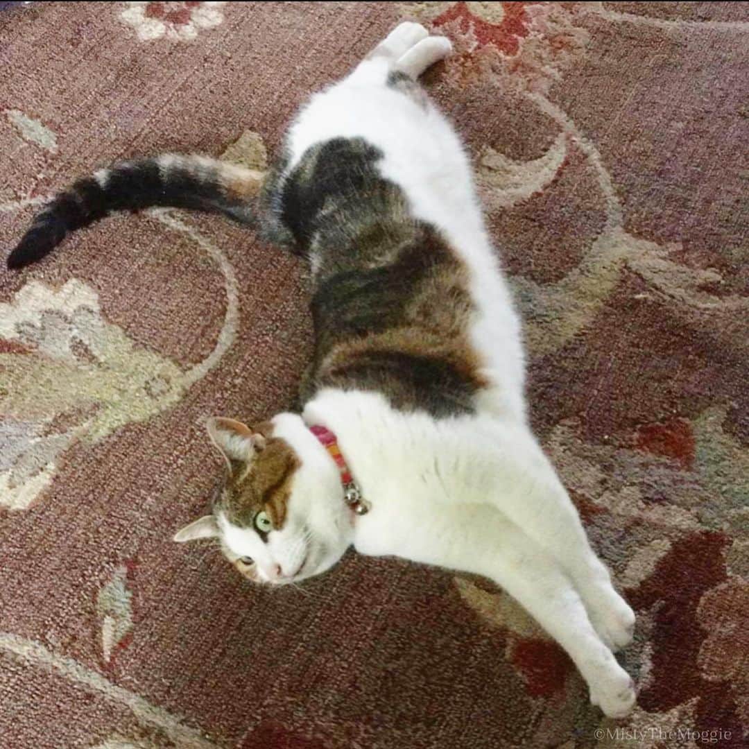 のインスタグラム：「Cat stretch」