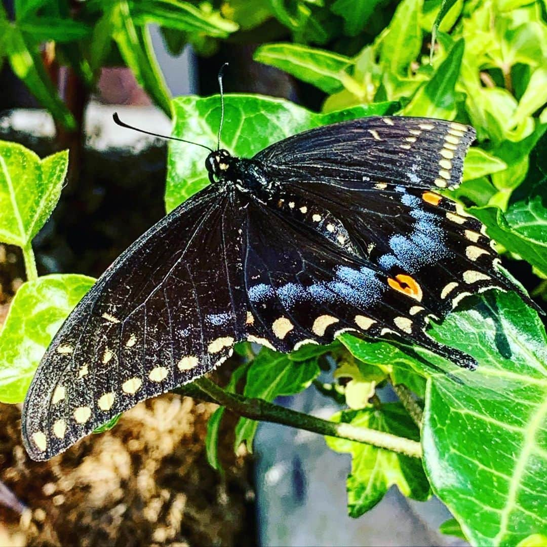 JULIEN D'YSさんのインスタグラム写真 - (JULIEN D'YSInstagram)「Le visiteur de l’après midi #terrasse #newyork #papillon#beautée 🦋#machaon noir #magnificent 🖤💙🧡💛#quarantine #june13.2020 @tamaris_akiramatsumoto 🦋」6月14日 3時55分 - juliendys