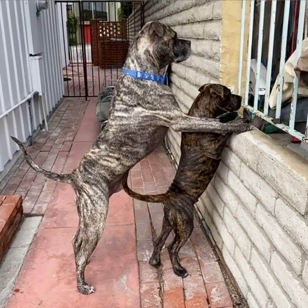 Kelly Clelandさんのインスタグラム写真 - (Kelly ClelandInstagram)「Right this way... Huntington Beach with my boys! ☀️ #goodafternoon #saturday #huntingtonbeach #brindle #boys #doubletrouble #unconditionallove #funinthesun #haveagoodone」6月14日 4時31分 - kellyacleland4