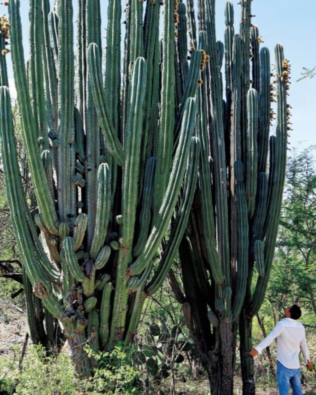 ブルータスさんのインスタグラム写真 - (ブルータスInstagram)「【珍奇植物ムック★発売中】 メキシコはオアハカ、サン・ペドロ・トトラパに生息するとーっても大きいサボテン、パキケレウス ウェベリ。 大型サボテンの中でも、10m以上になる最も大きな最も巨大な種の一つで、一本の太い幹から数十の茎節が空に向かって伸び上がり、果実と種子はおいしいフルーツソースを作る材料となります。 珍奇植物ムック第二弾となる「合本 新・珍奇植物」では132ページの大ボリュームで、メキシコをはじめとした世界各国の様々な自生地に生きる数百種類ものビザールな植物たちを紹介します。 その逞しい姿に想いを馳せ、園芸の参考にしてみてください。 #BRUTUS #珍奇植物 #植物 #botanical #plants #nature」6月14日 14時30分 - brutusmag