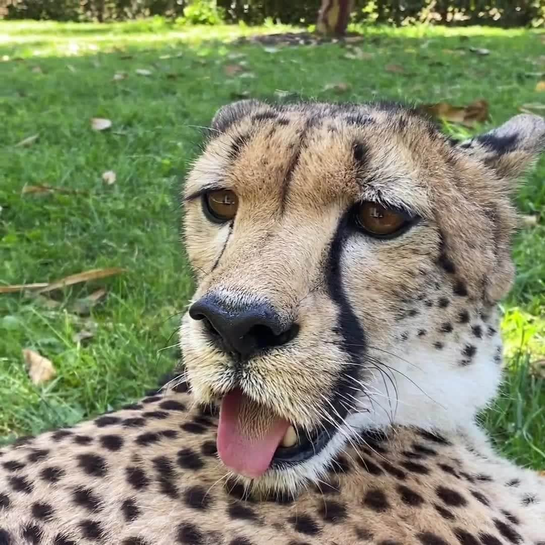 San Diego Zooのインスタグラム