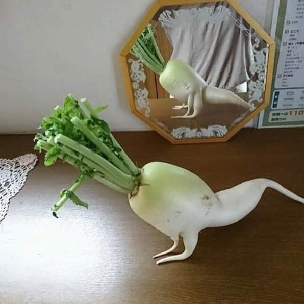 uglyfruitandvegさんのインスタグラム写真 - (uglyfruitandvegInstagram)「Getting that work in during quarantine! 💪 Pic by @9gag via @ellebeelb1 #VeggiePushups」6月14日 7時12分 - uglyfruitandveg