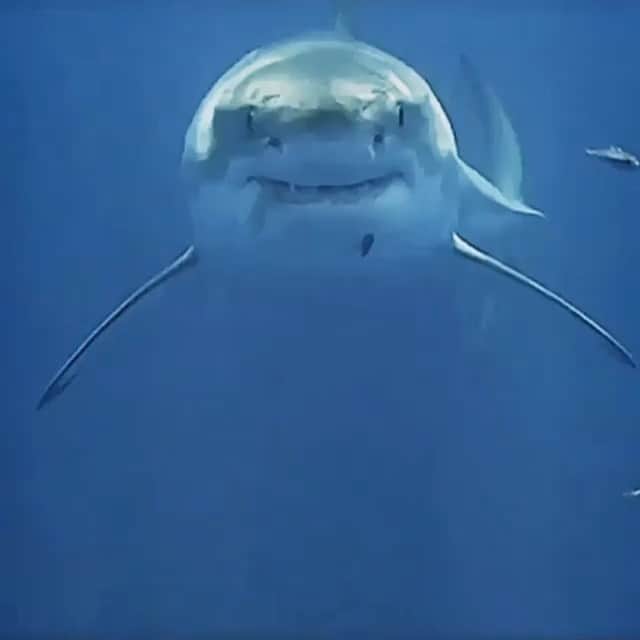 WildLifeのインスタグラム：「Wait for it! 😀 Video by @jalilnajafov」