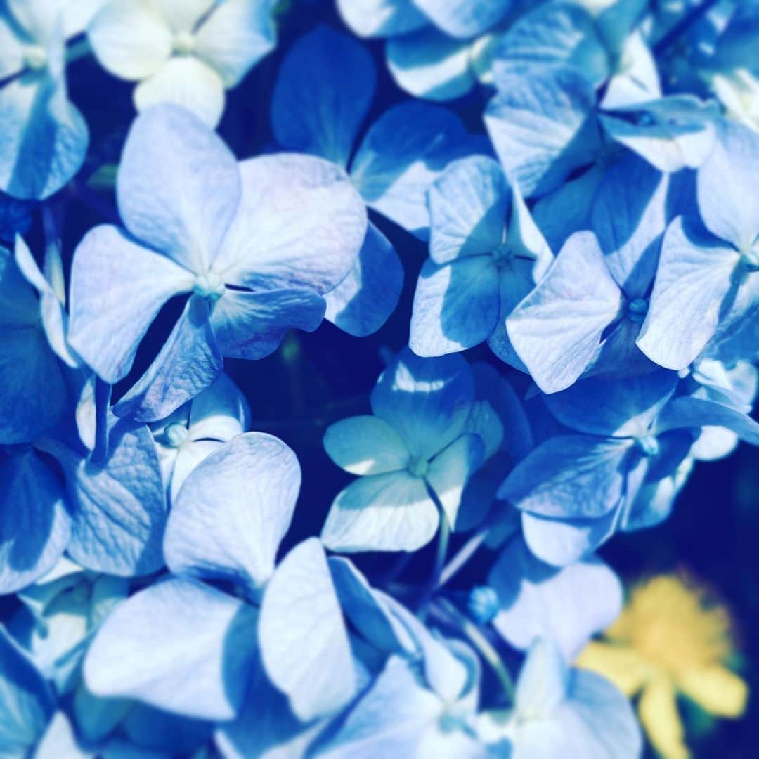 中野敬久さんのインスタグラム写真 - (中野敬久Instagram)「#flowers #flowersoflife #blue #hope #blossom」6月14日 8時06分 - hirohisanakano