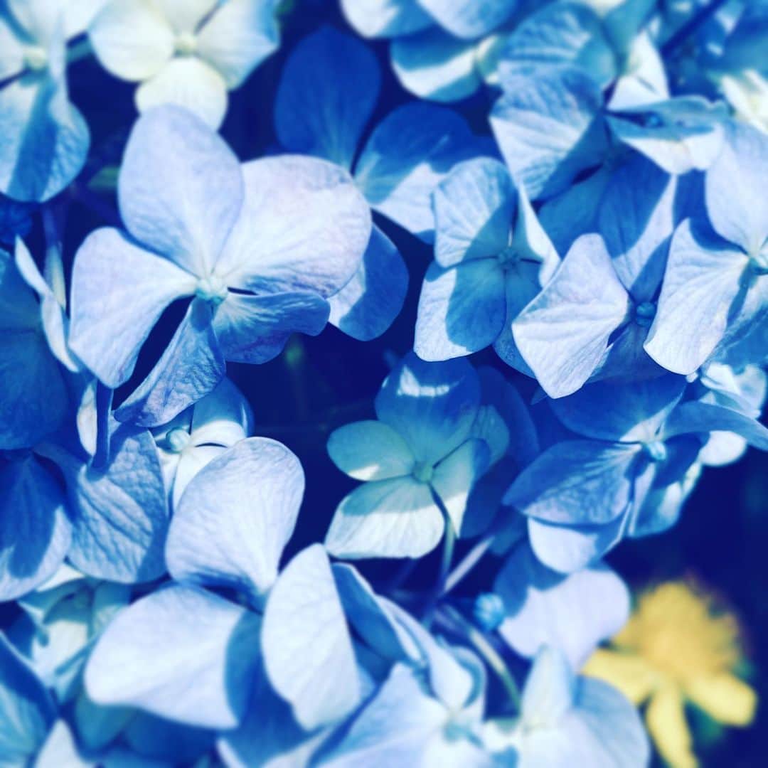 のインスタグラム：「#flowers #flowersoflife #blue #hope #blossom」