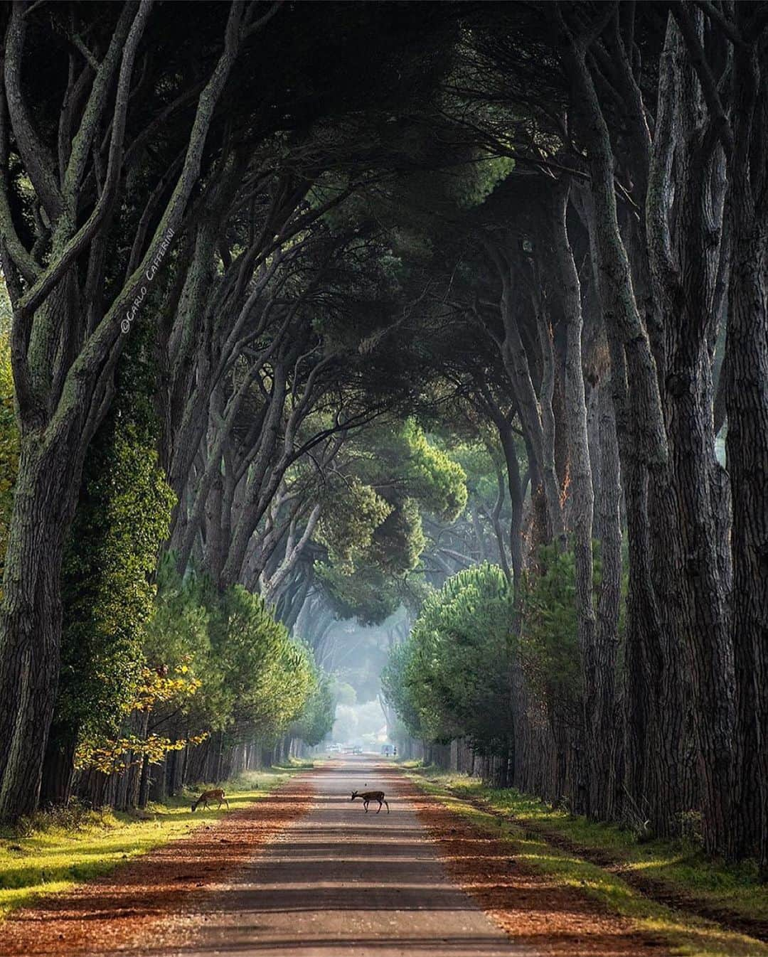 Earth Picsさんのインスタグラム写真 - (Earth PicsInstagram)「Migliarino-San Rossore-Massaciuccoli natural park shot by @carlocafferini」6月14日 8時10分 - earthpix